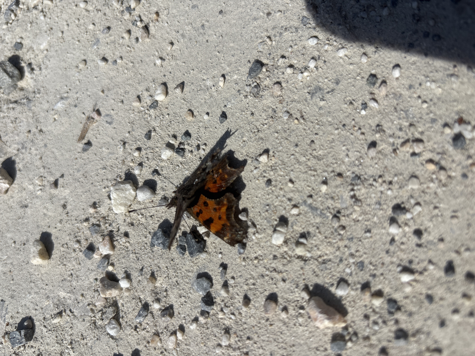 Tattered butterfly observed on gravel surface in Austria