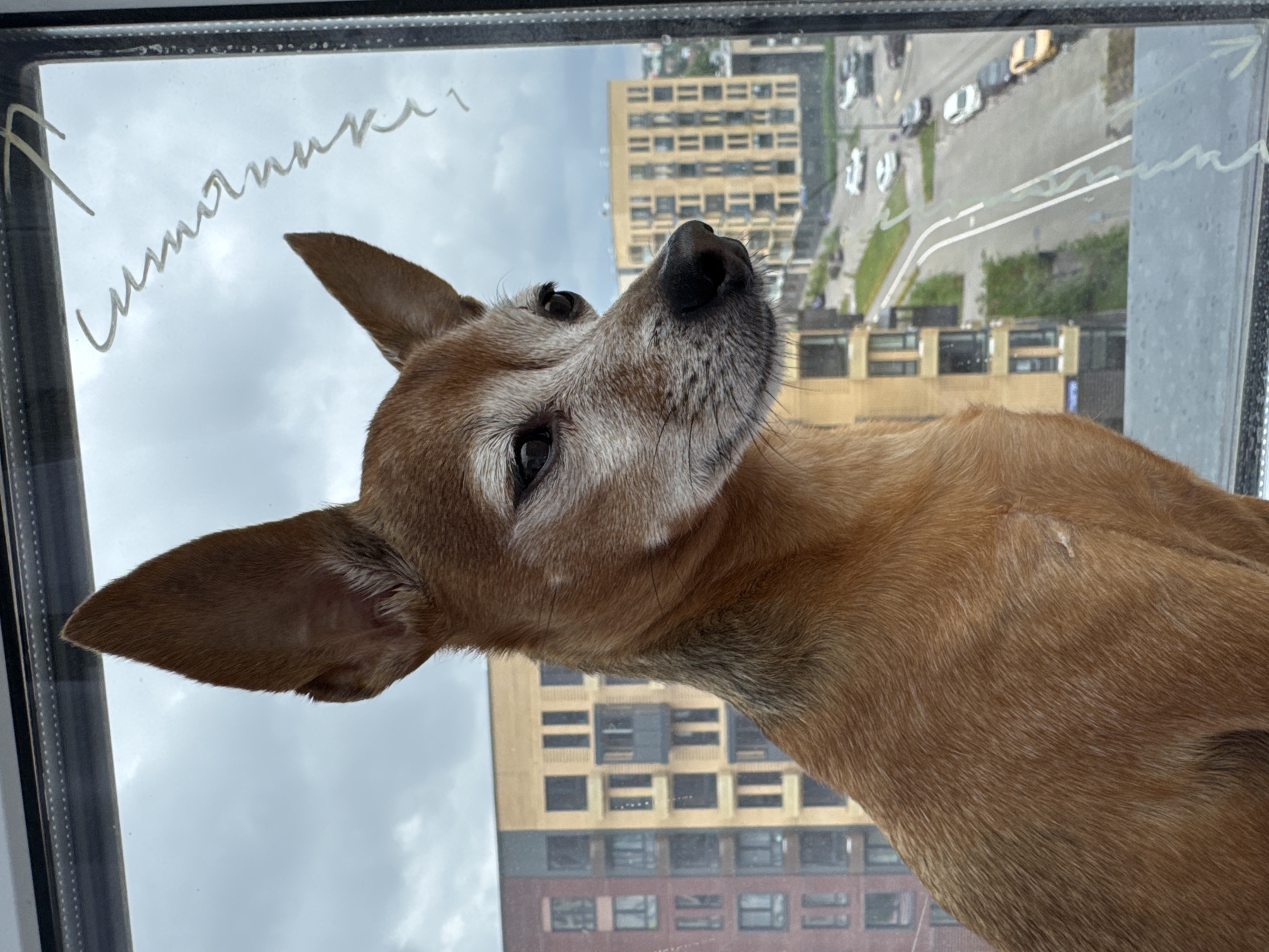 Small dog watches the world from a Laikovo windowsill