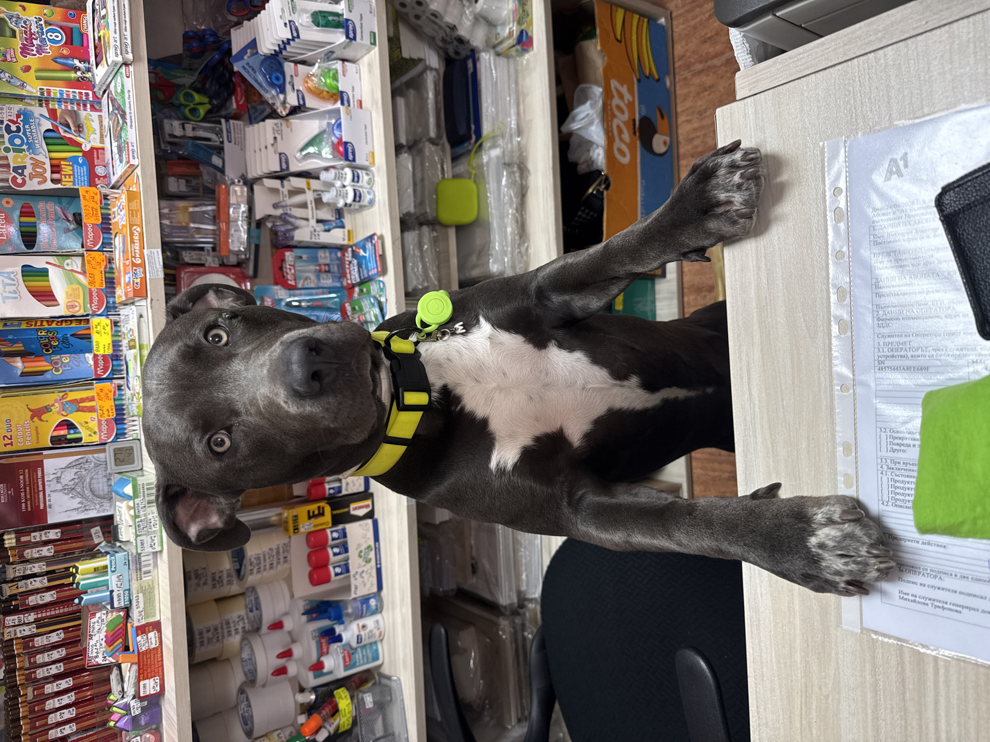 Dog browses an art supply shop in Aksakovo