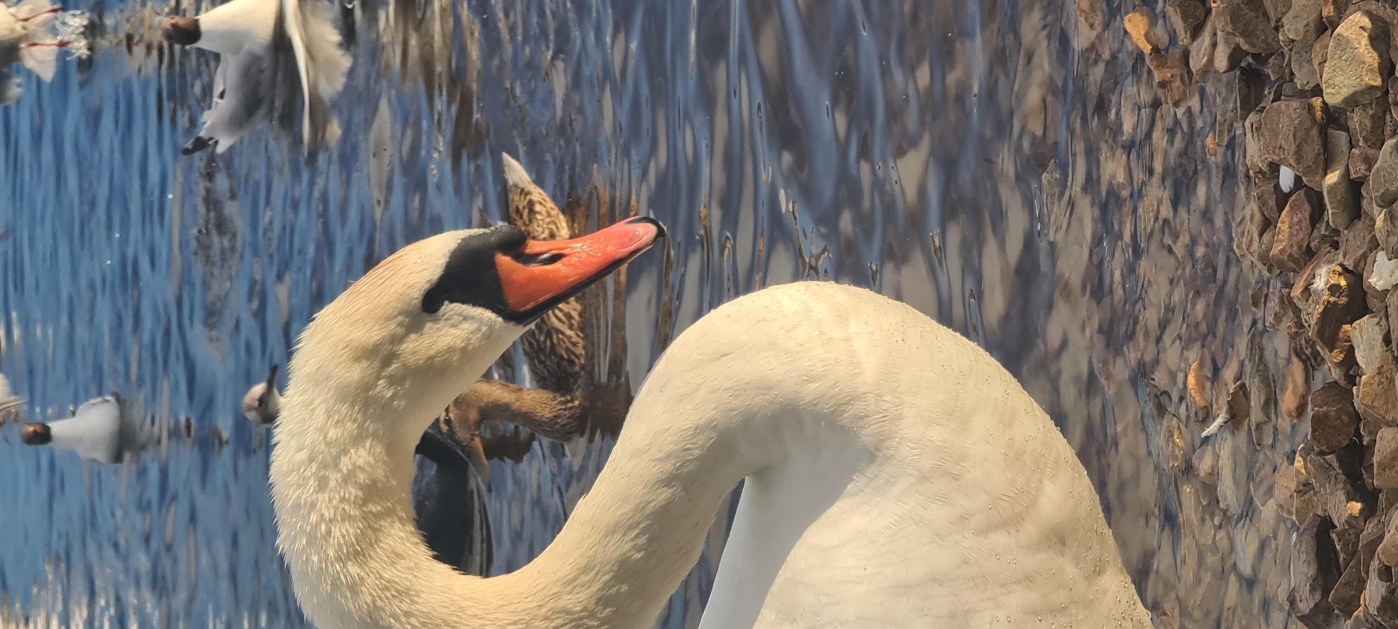 Swans, cygnets, and a rainbow on the Daugava River