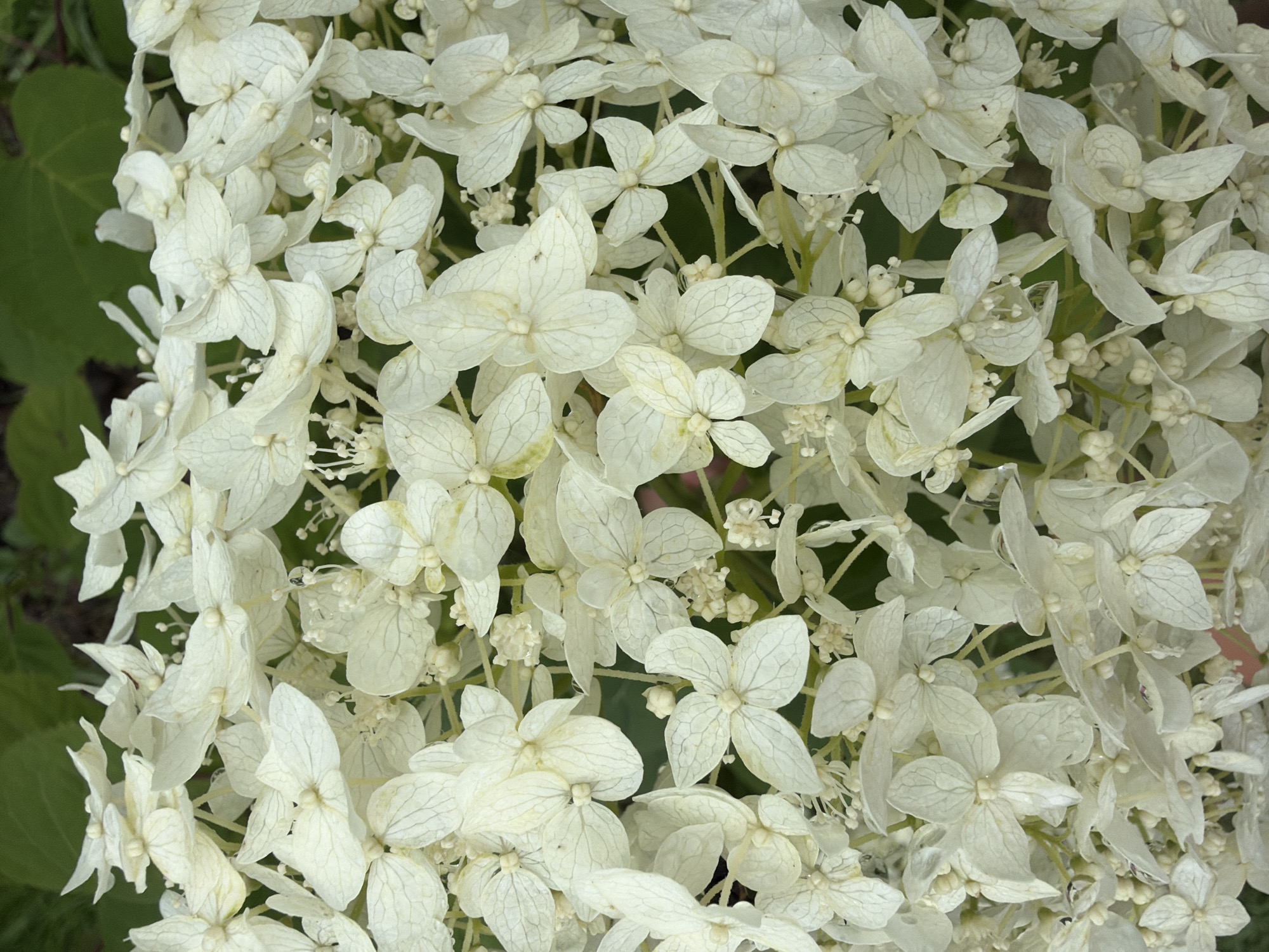 Rain-covered garden flowers and evergreen branches, Pokrov