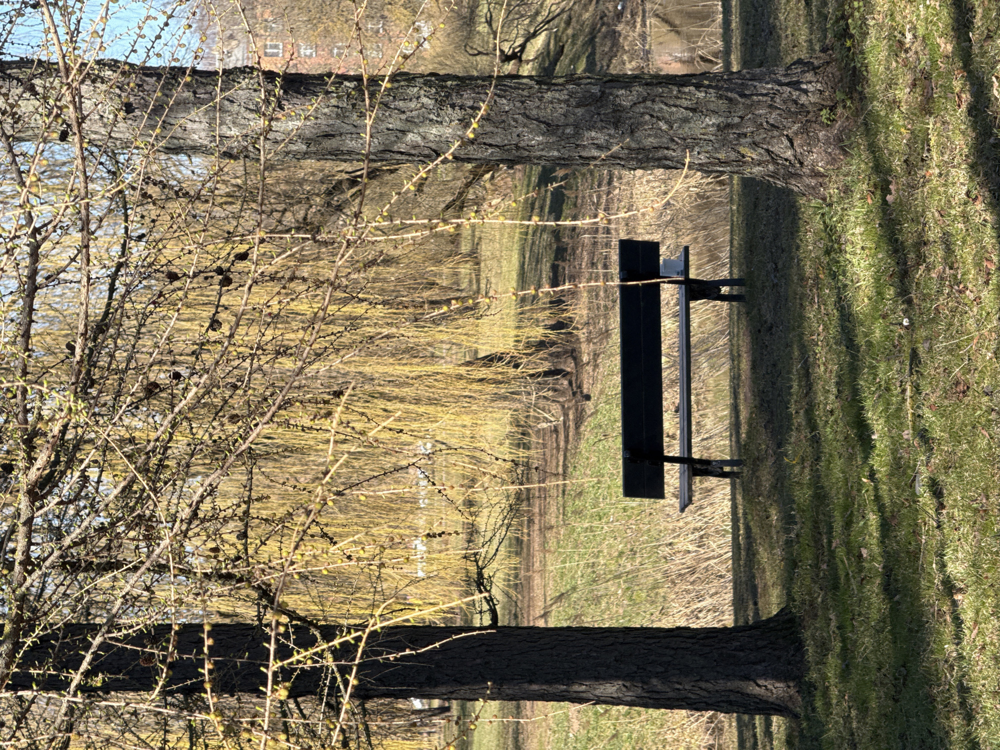 Spring awakening observed in Riga park with blooming trees