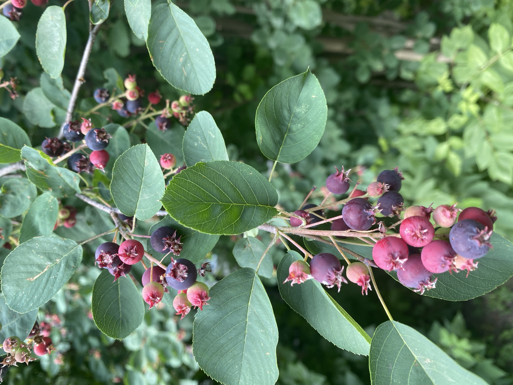 Serviceberries ripening on a branch in rural Russia