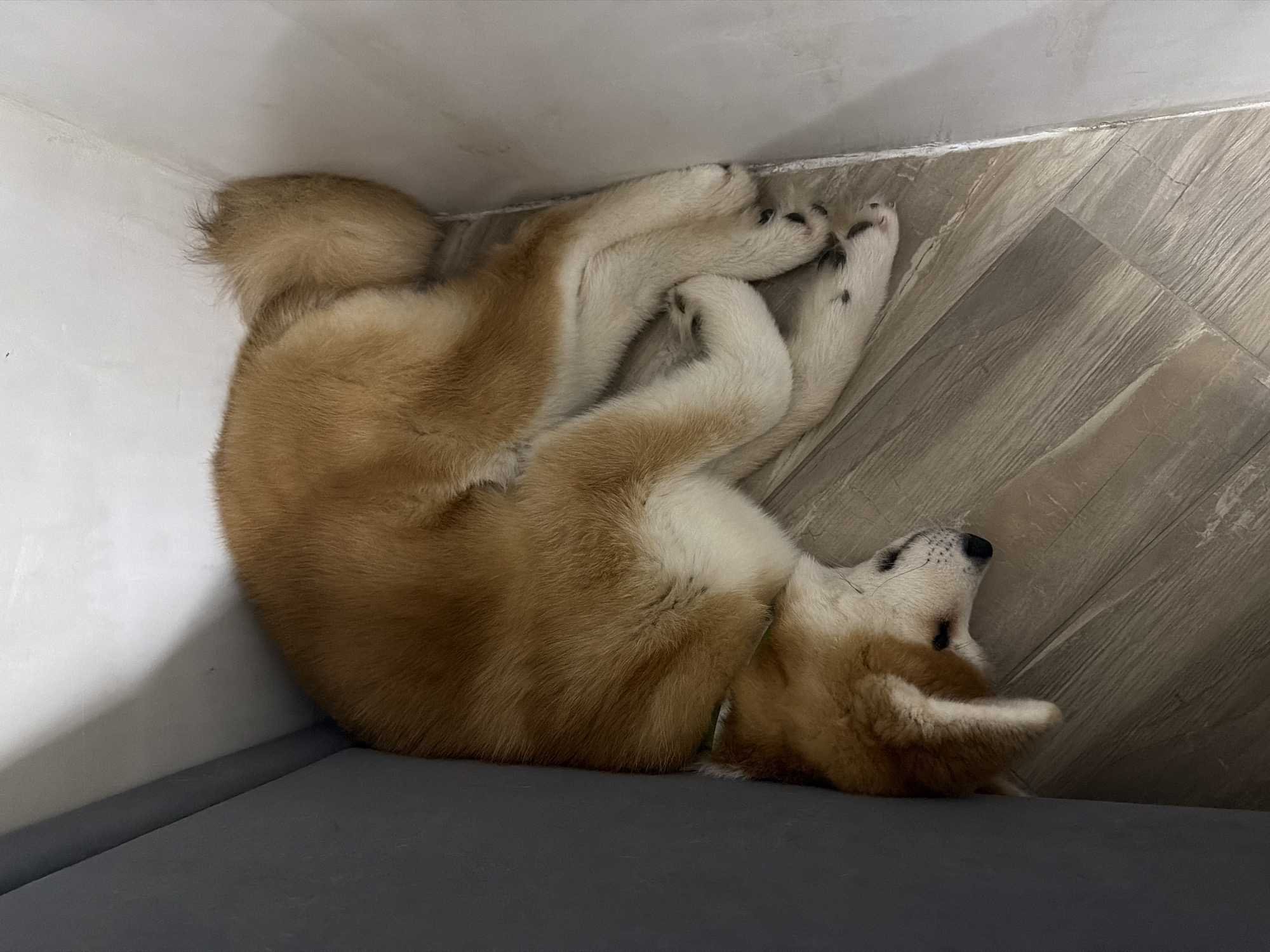Quiet evening at home with pets in Chaikovsky, Russia