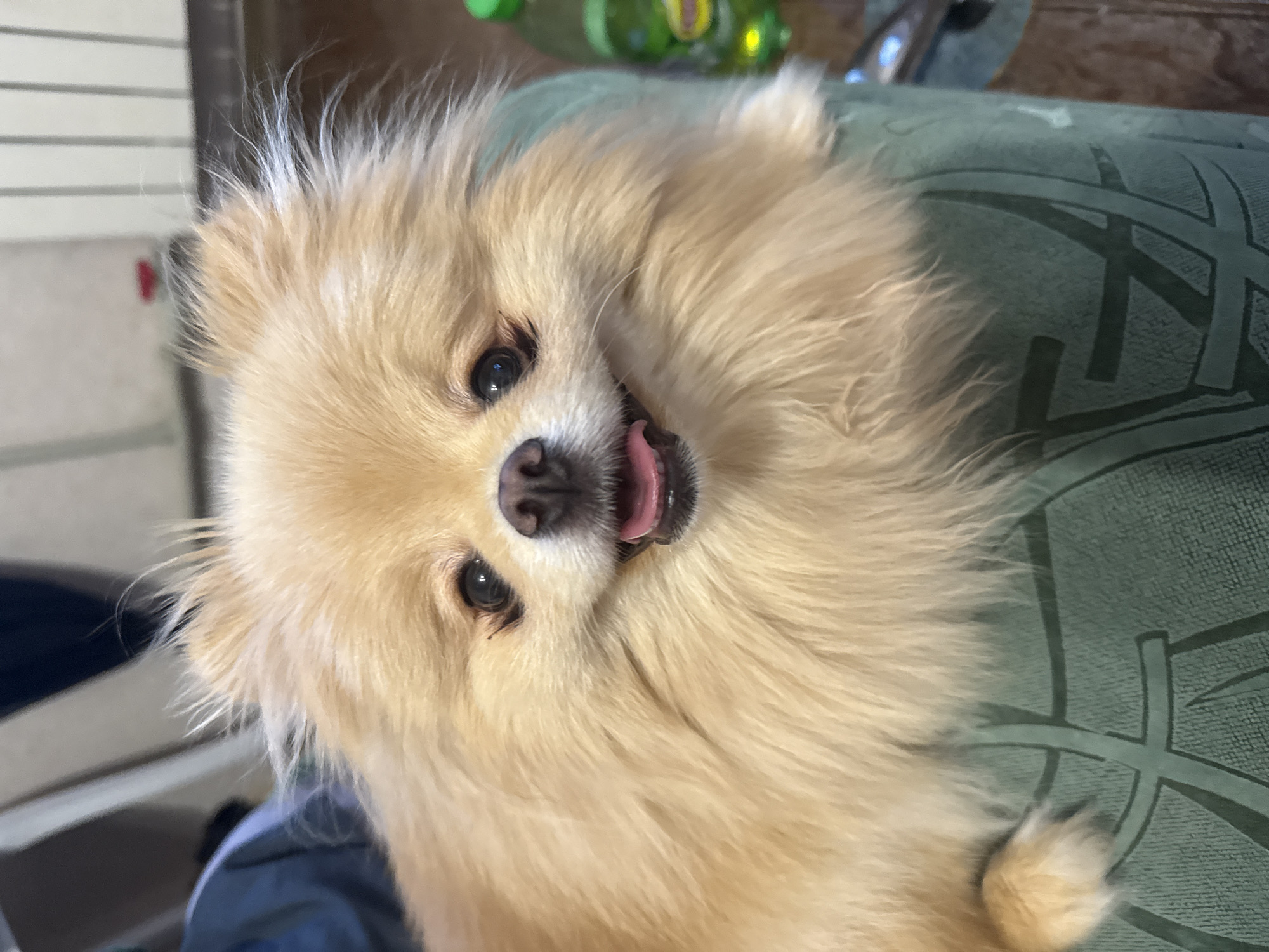 A Pomeranian's lazy evening at home, thoroughly documented