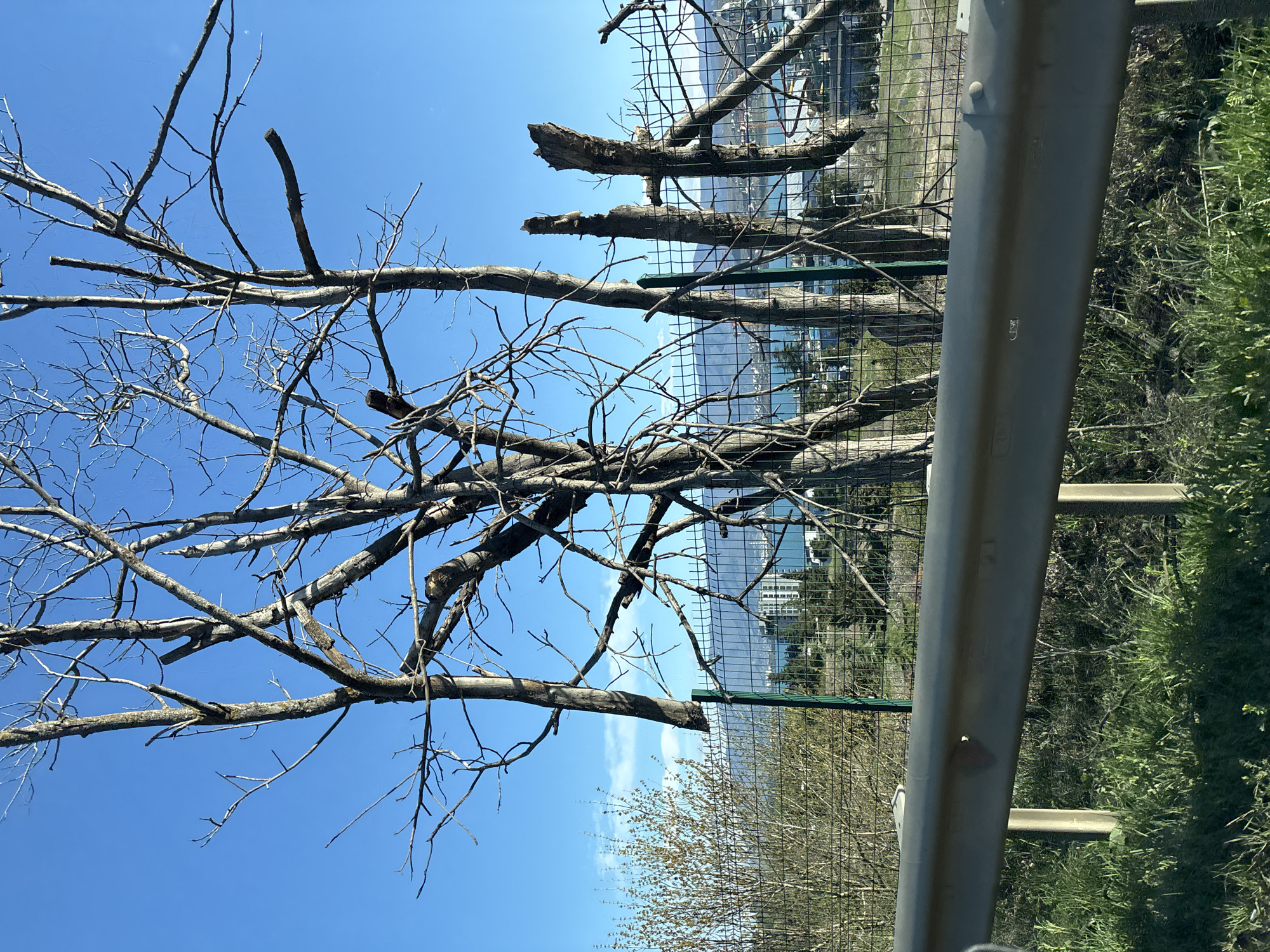 Roadside tree and fenced water body observed in Tbilisi