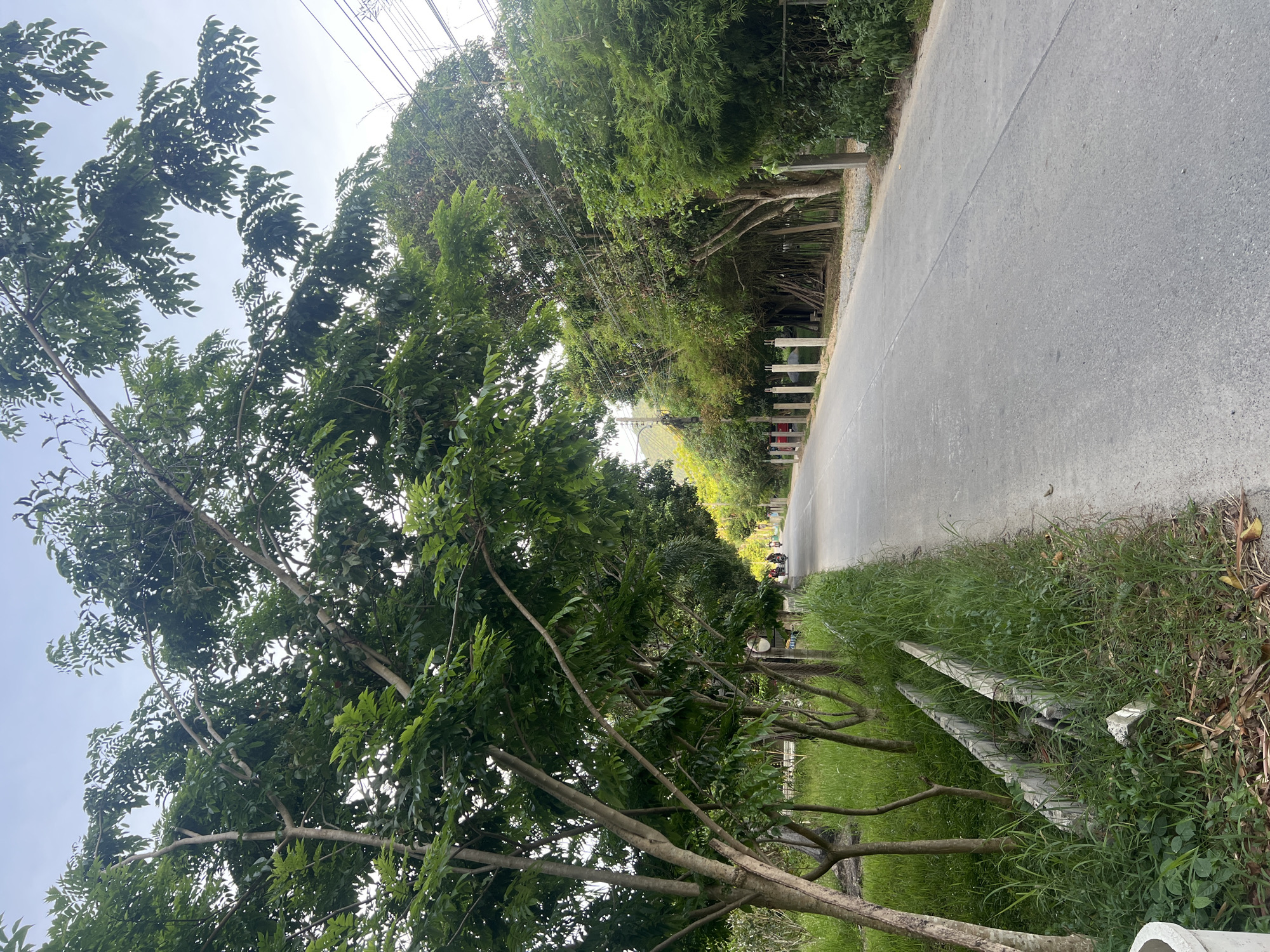 Rural Koh Phangan: roads, palms, cattle, and a snake