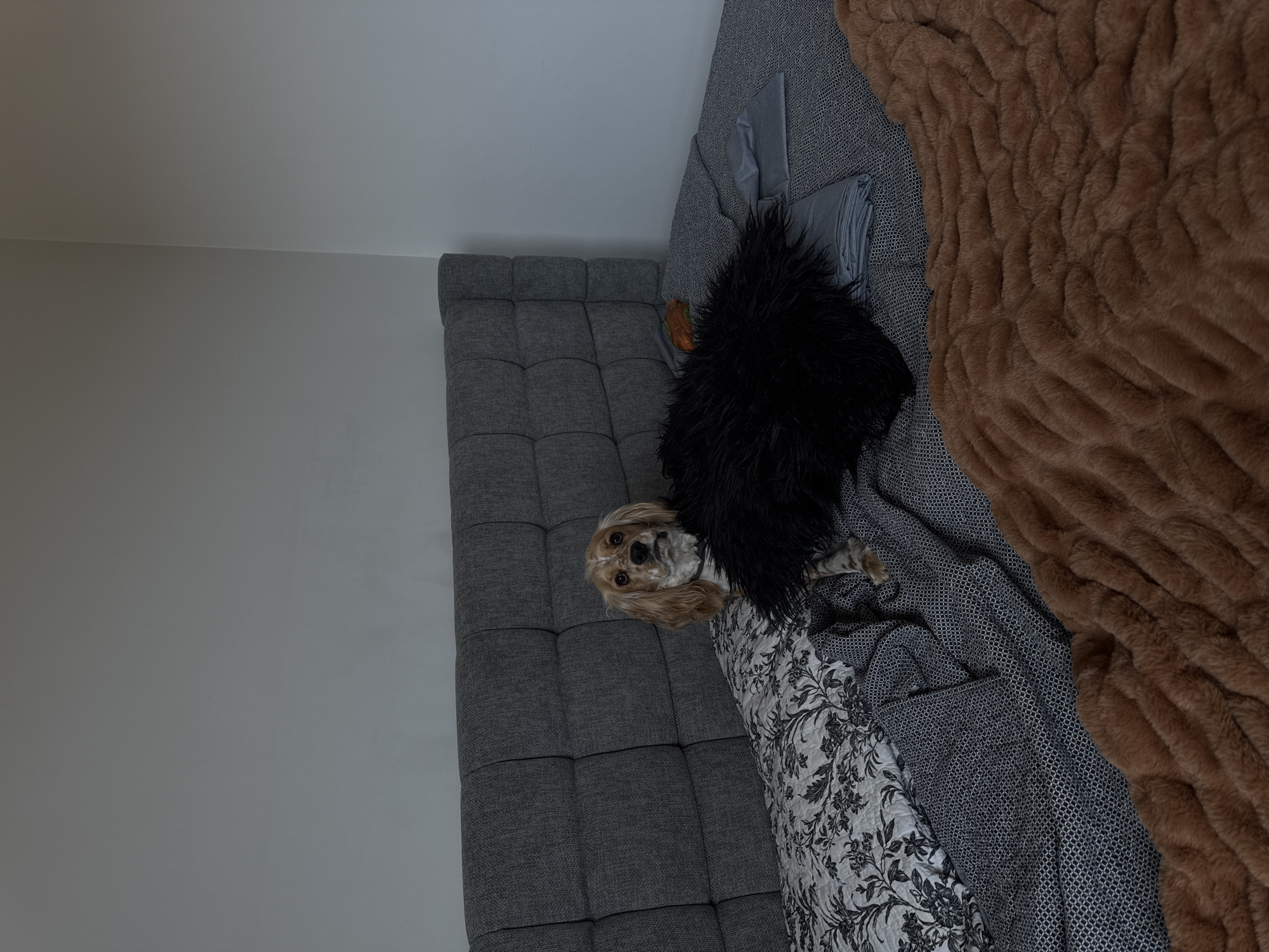 Dog rests comfortably on sofa in Puebla home