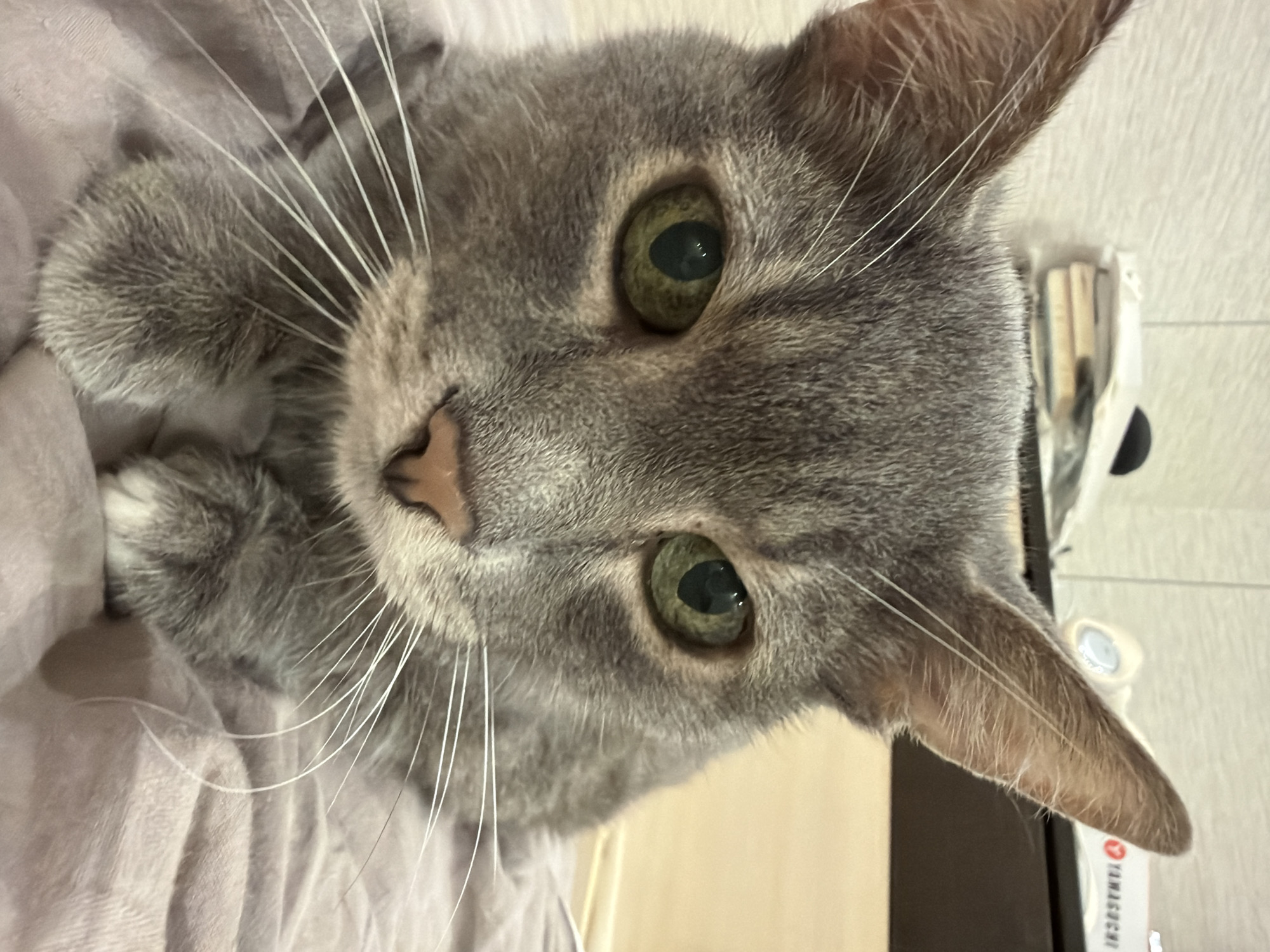 Pets at home and a summer sunset in Solikamsk