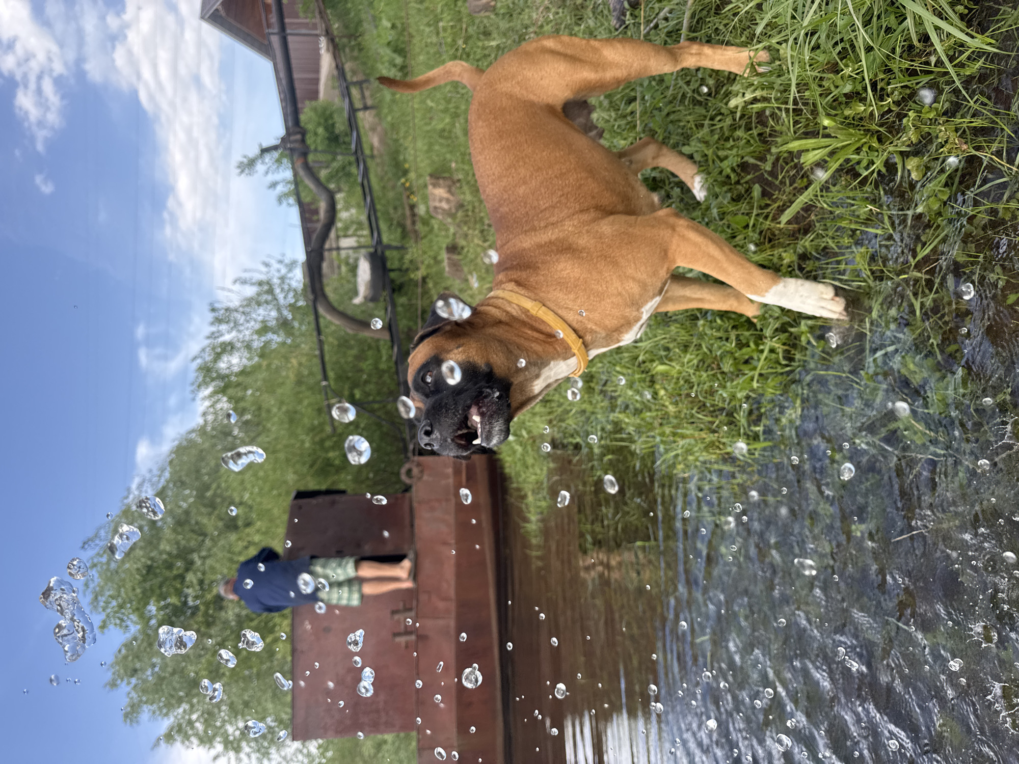 Woman documents playful day with dog and garden in Chaikovsky