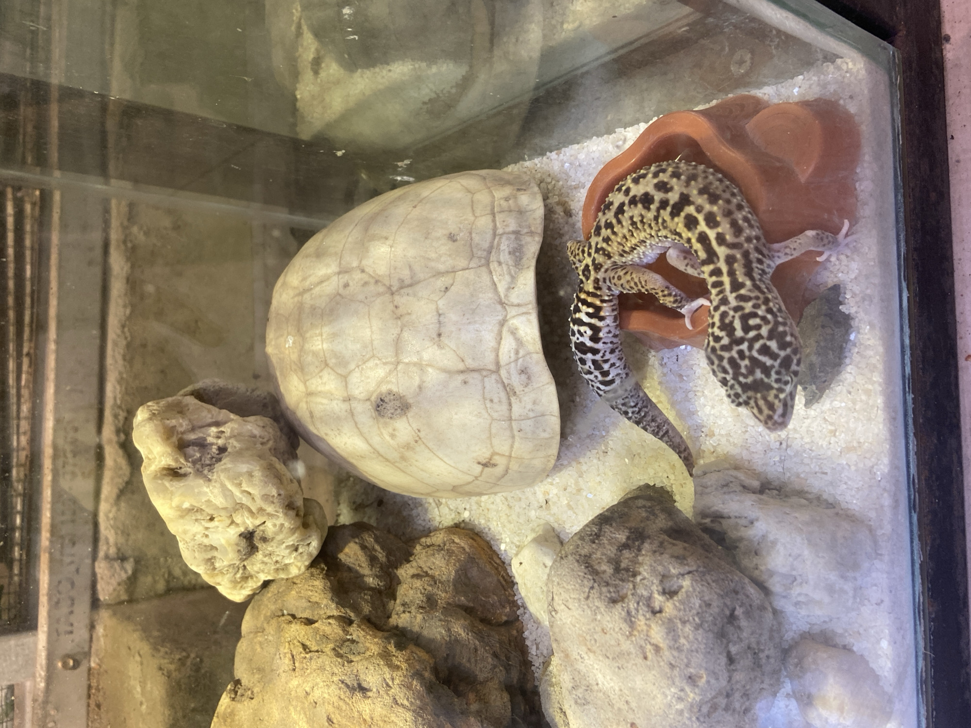 Browsing a lively pet shop in Rengat, Indonesia