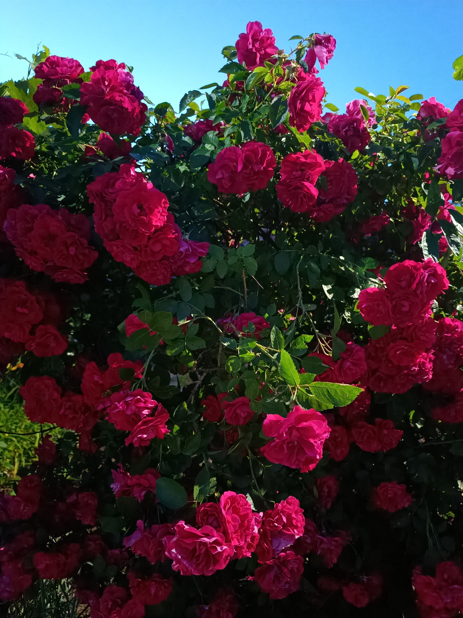Roadside roses and wildflowers at the edge of dusk