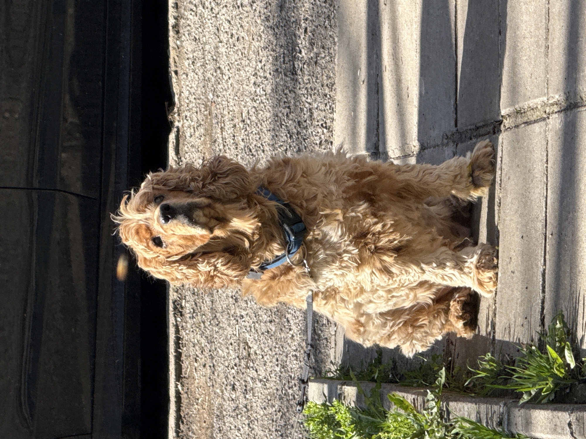 Cocker Spaniel rests on Sofia sidewalk in afternoon sun