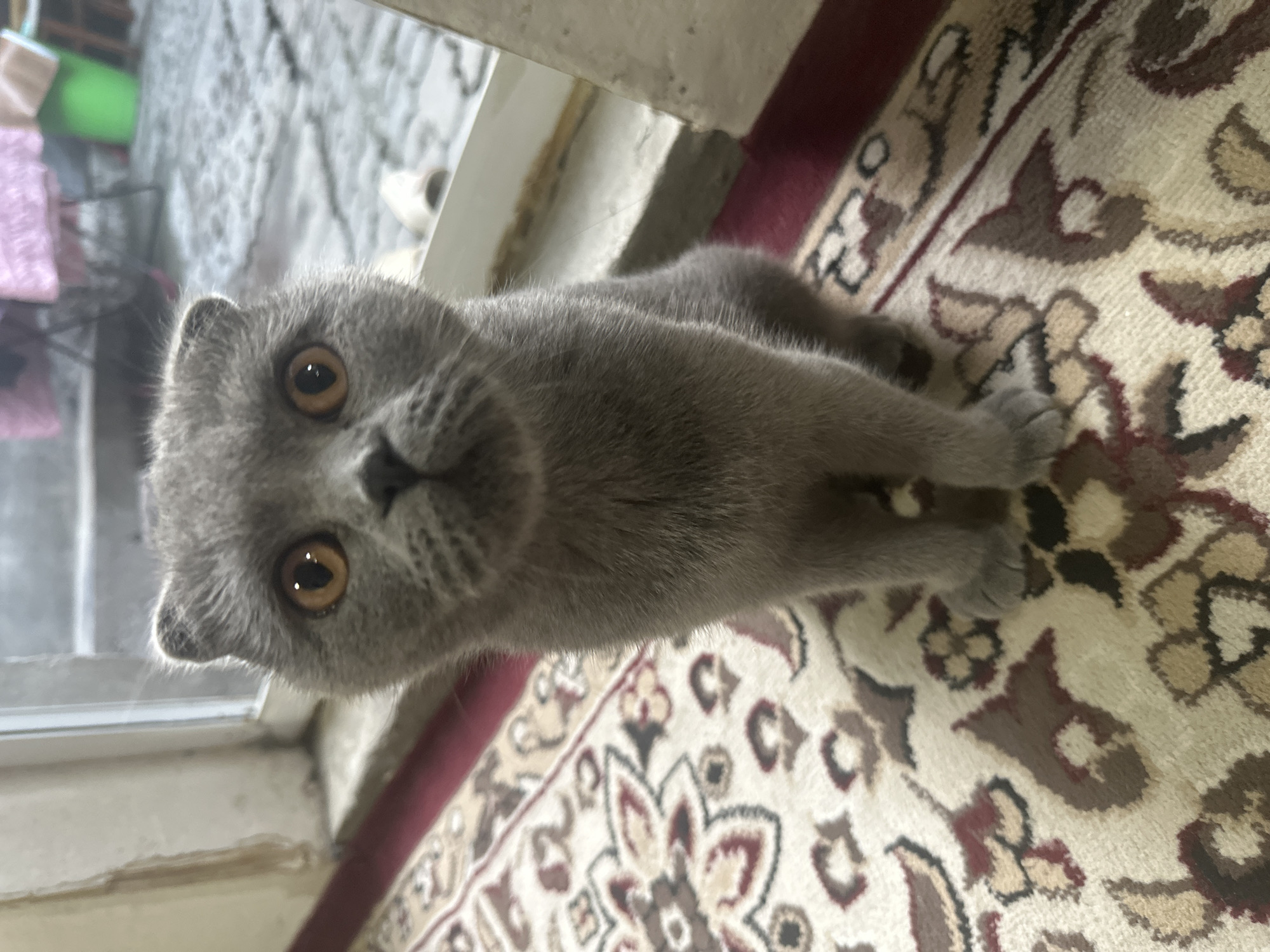 Grey Scottish Folds and random snaps from a Tashkent afternoon