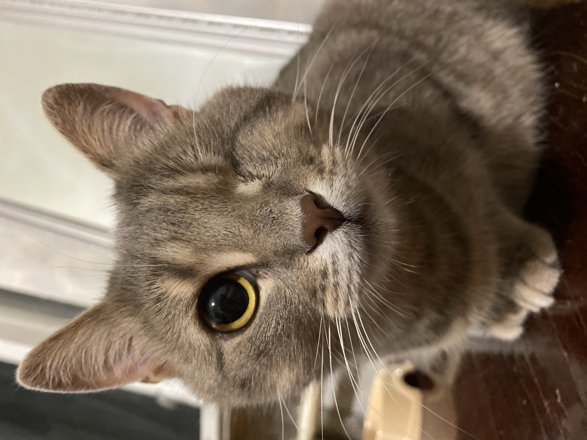 An hour with the cats: napping, grooming, and staring at the camera