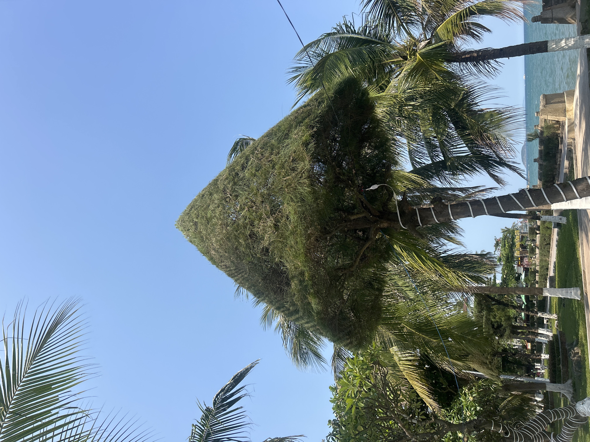 Morning stroll documented along palm-lined streets in Nha Trang