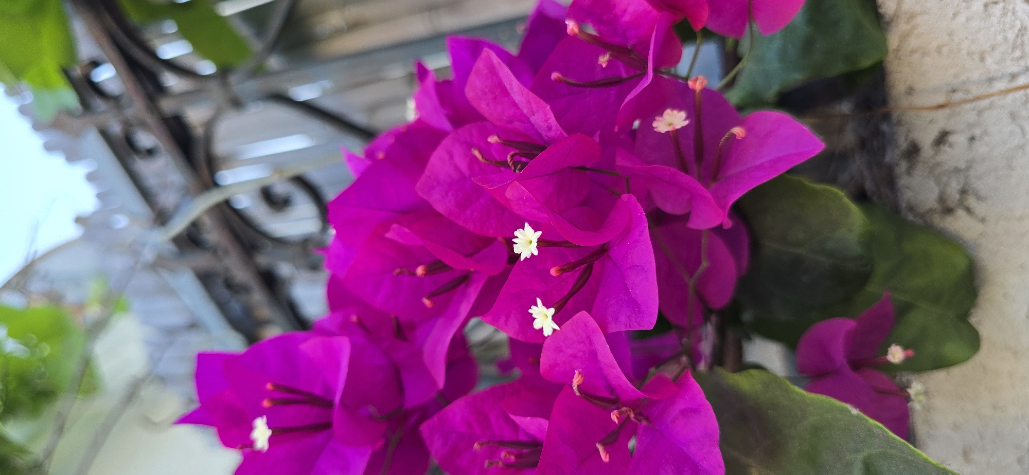 Tel Aviv garden in full summer bloom