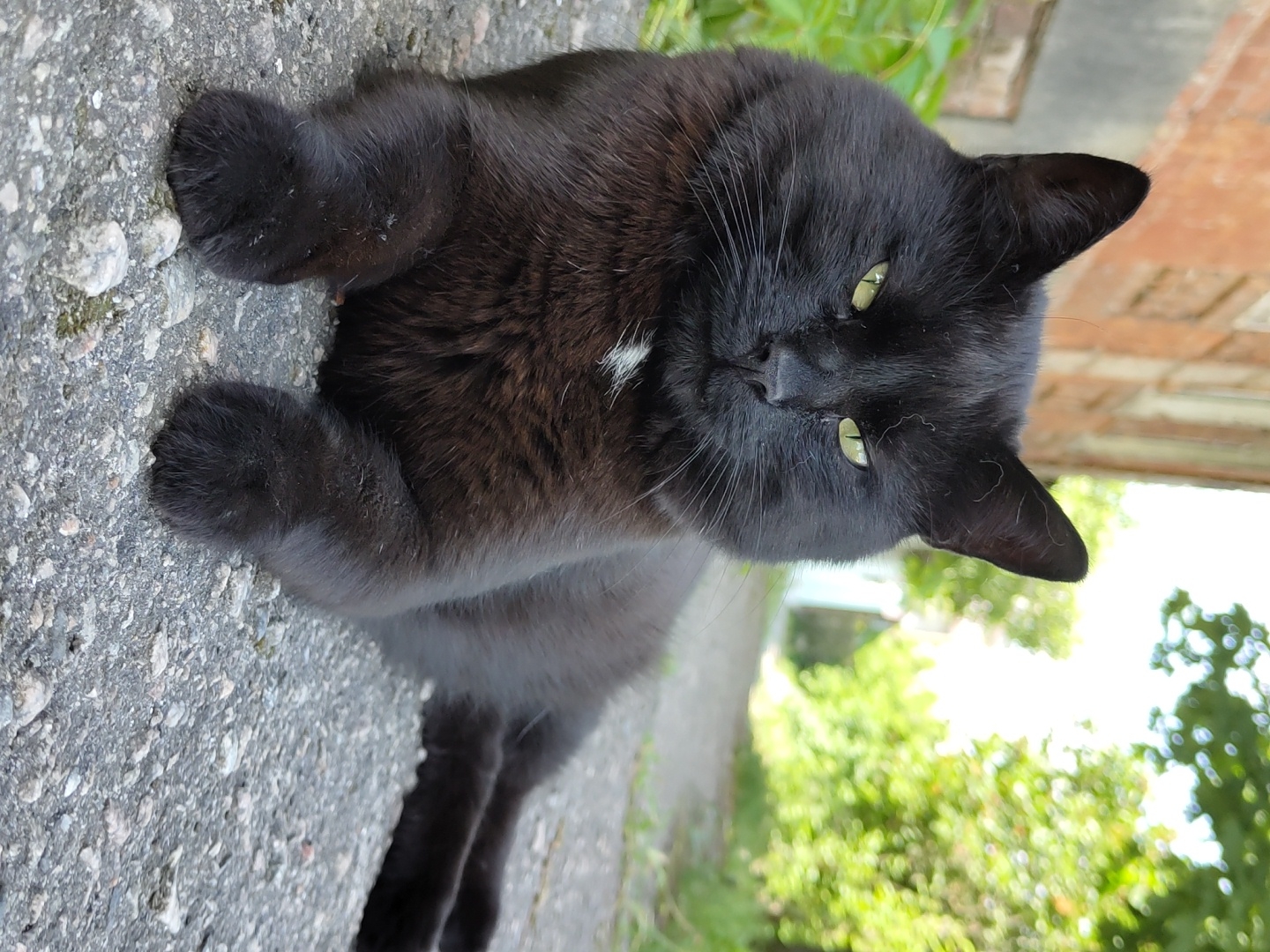 Black cat with green eyes spotted on pavement
