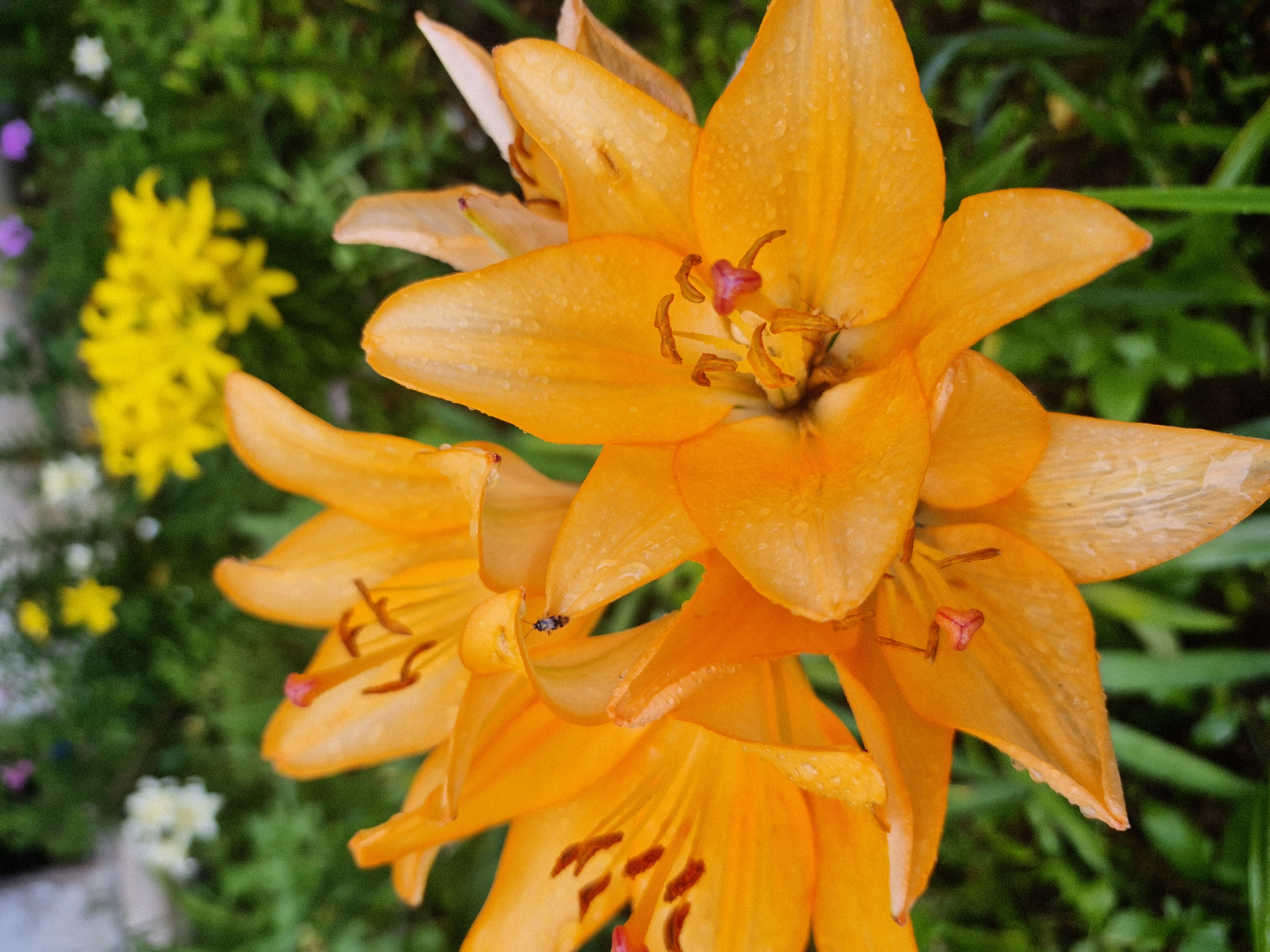 Wet garden blooms and a rainy day out