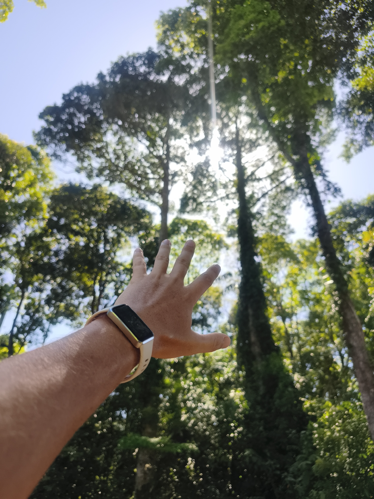 Hand reaching skyward through Ko Samui jungle canopy