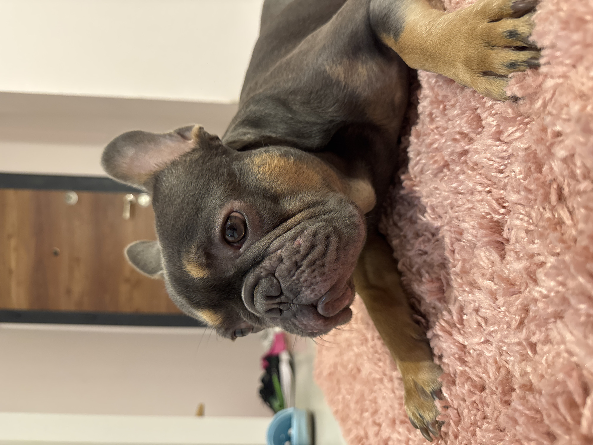 Pets captured at rest in Burgas home