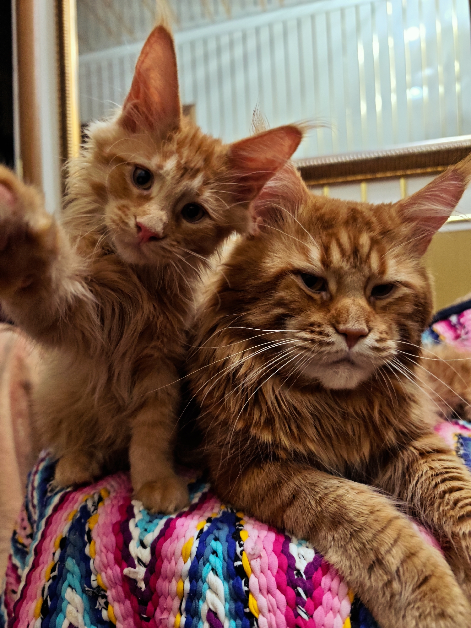 An evening with Maine Coons, raptors, iguanas, and fish