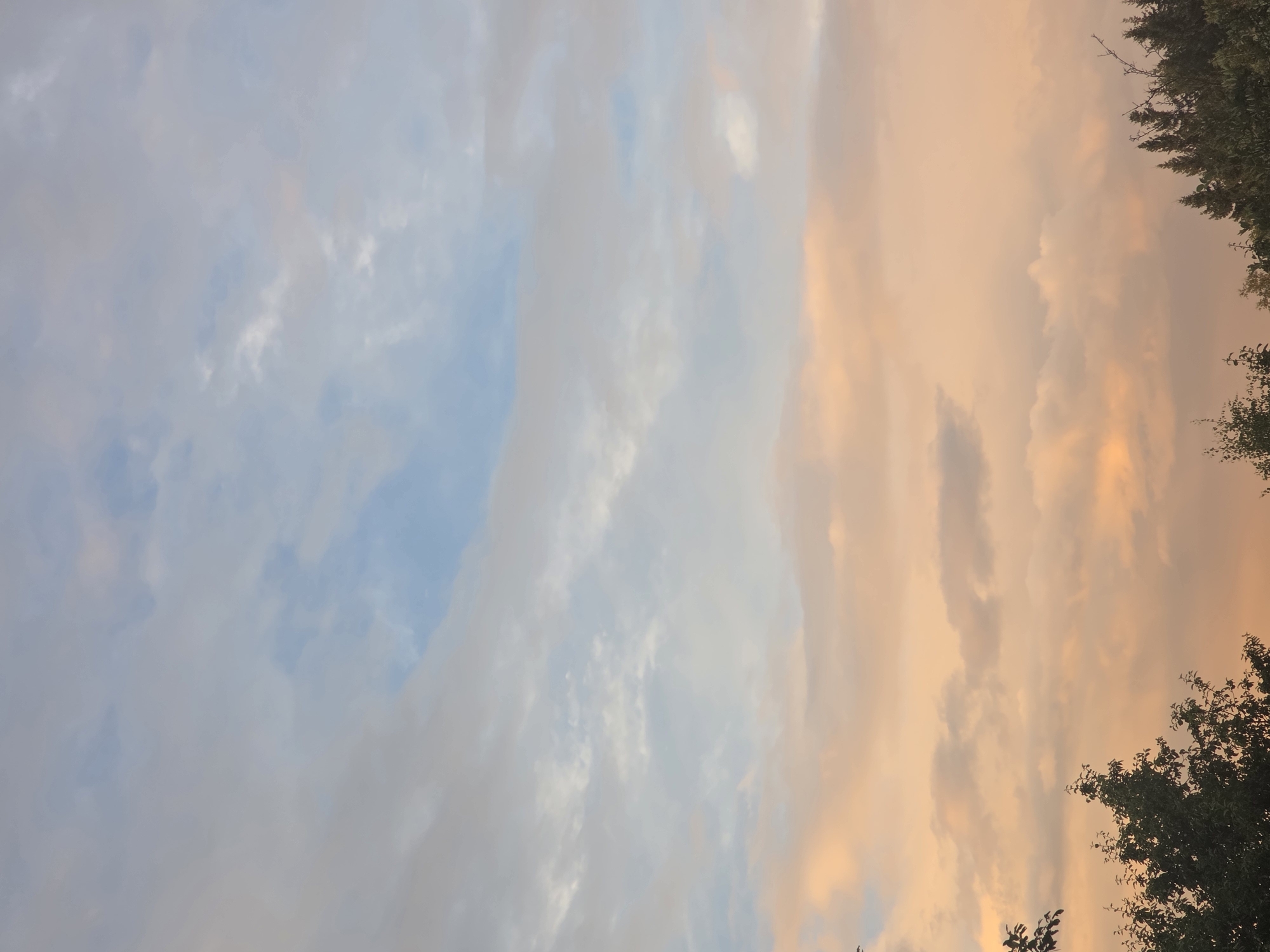 Summer afternoon in Frolovo: roses, big skies, and a Sphynx cat