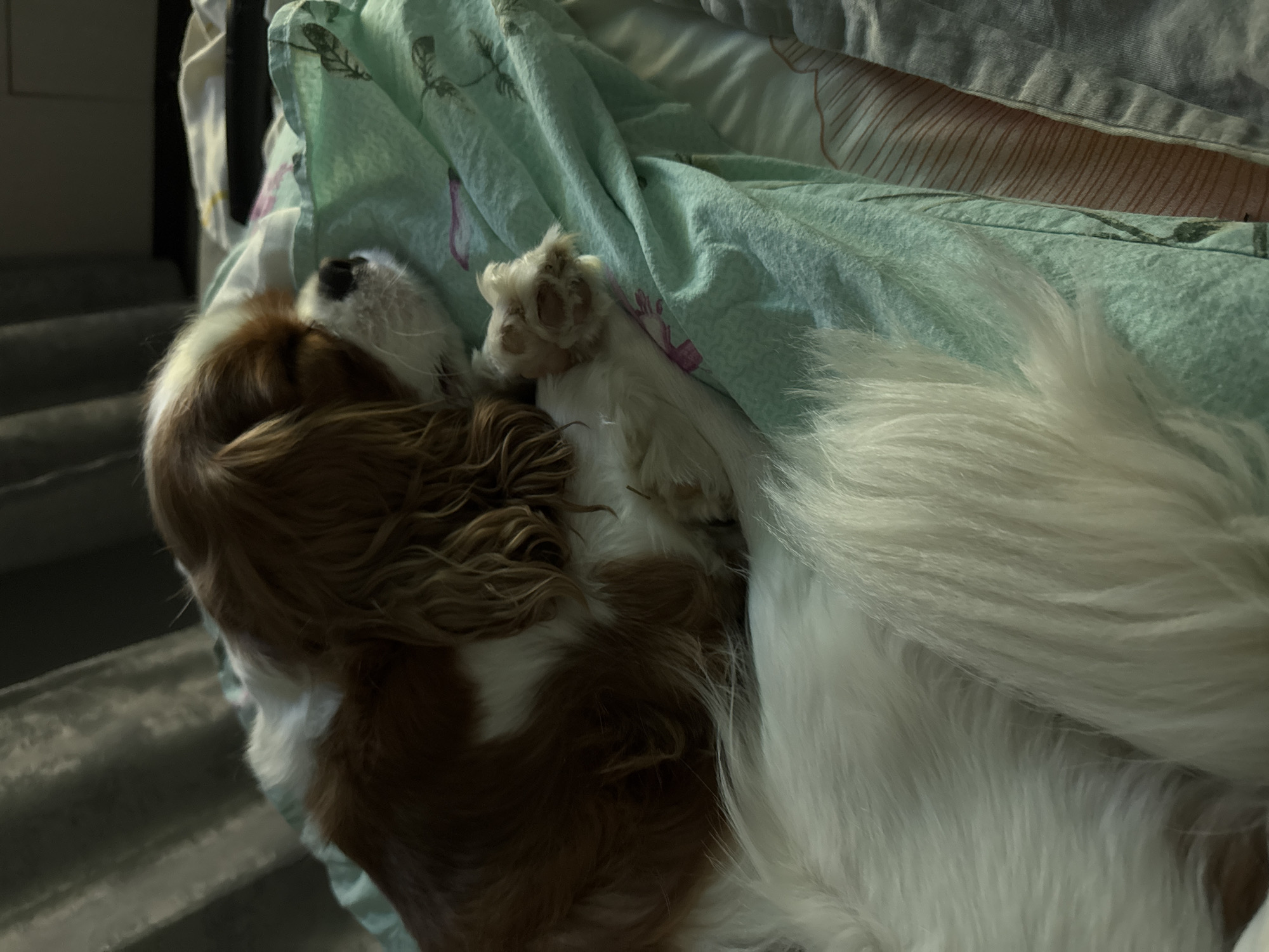 Cavalier King Charles Spaniel deep in a multi-position nap