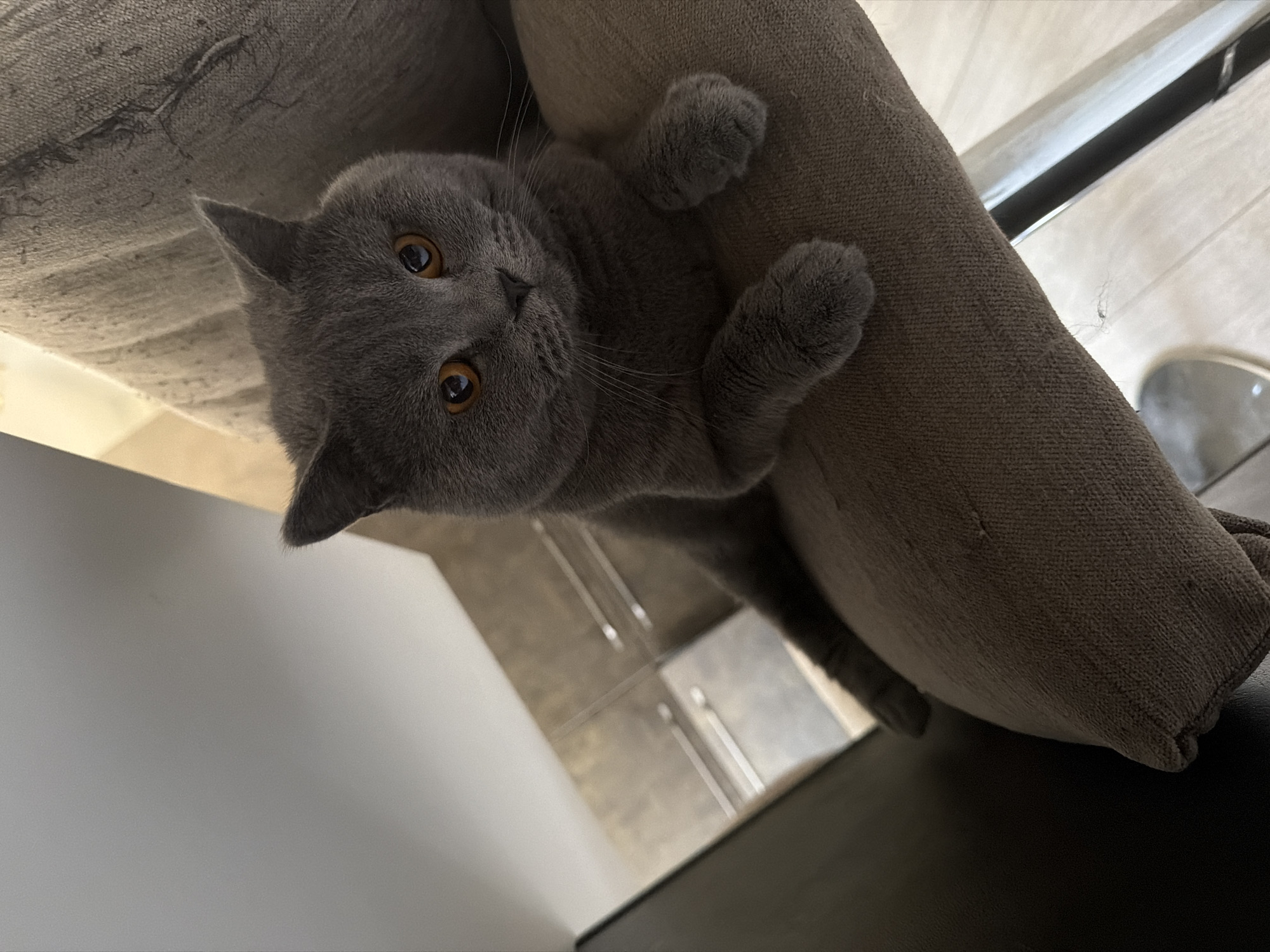 Grey cat lounges at home on a sweltering June morning