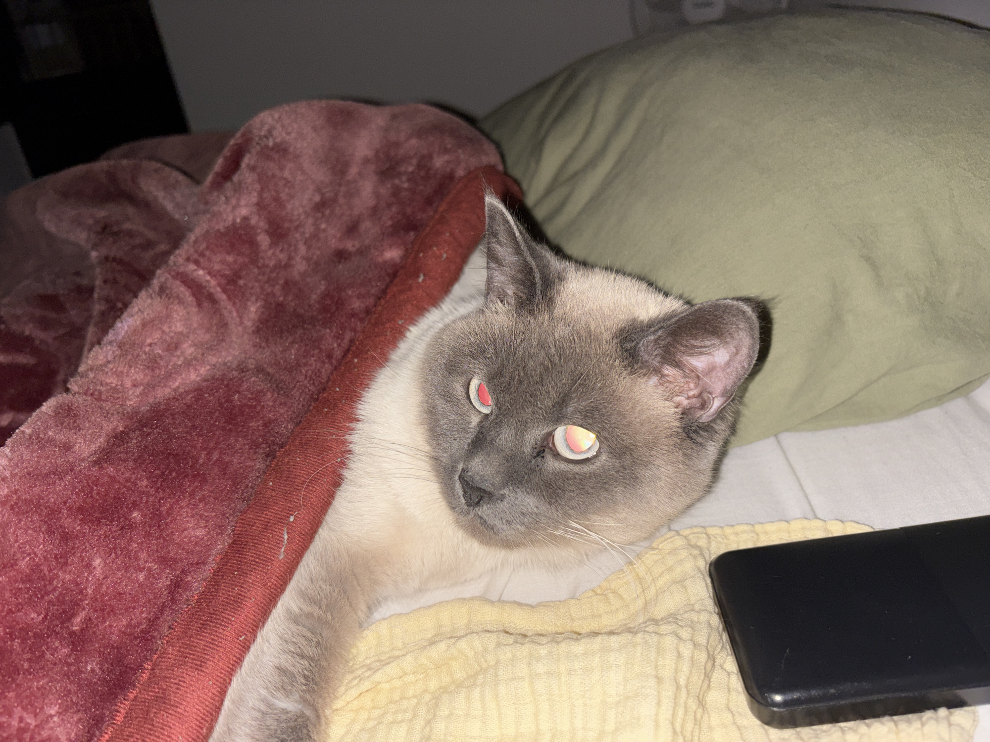 Siamese cat rests on bed in Antwerp home