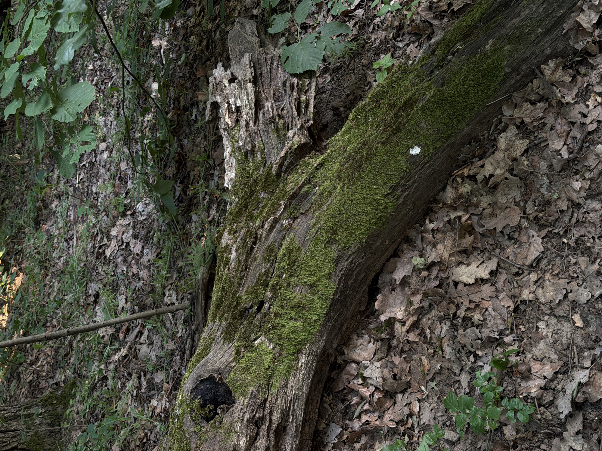 Moss-covered fallen tree documented in Serbian forest