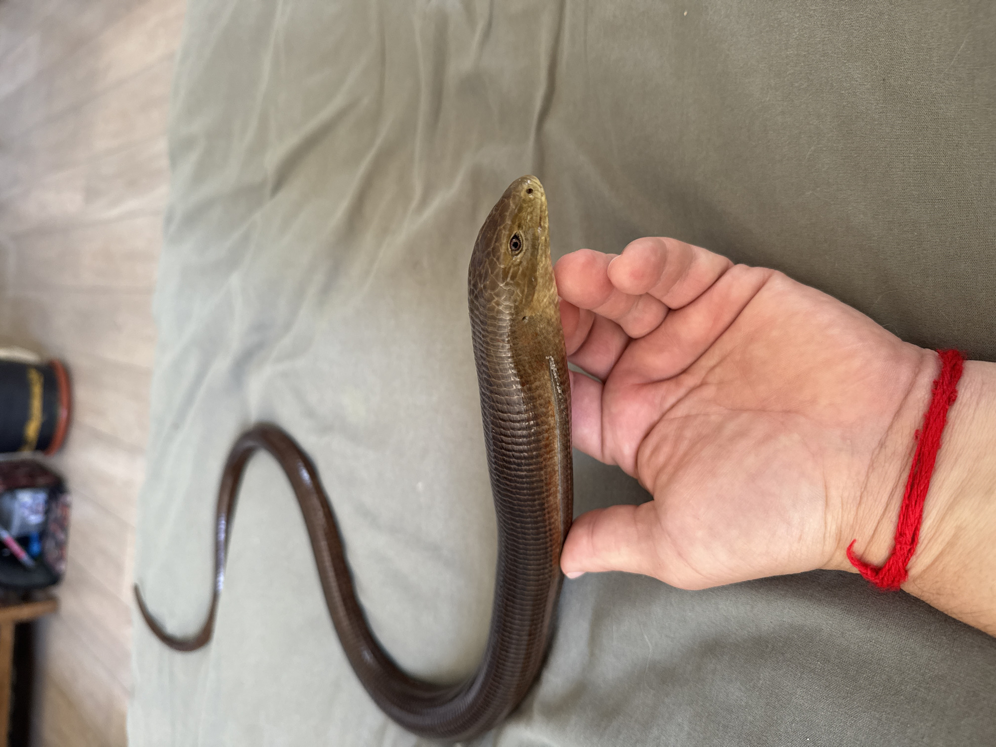 Person handles legless lizard in documented wildlife encounter