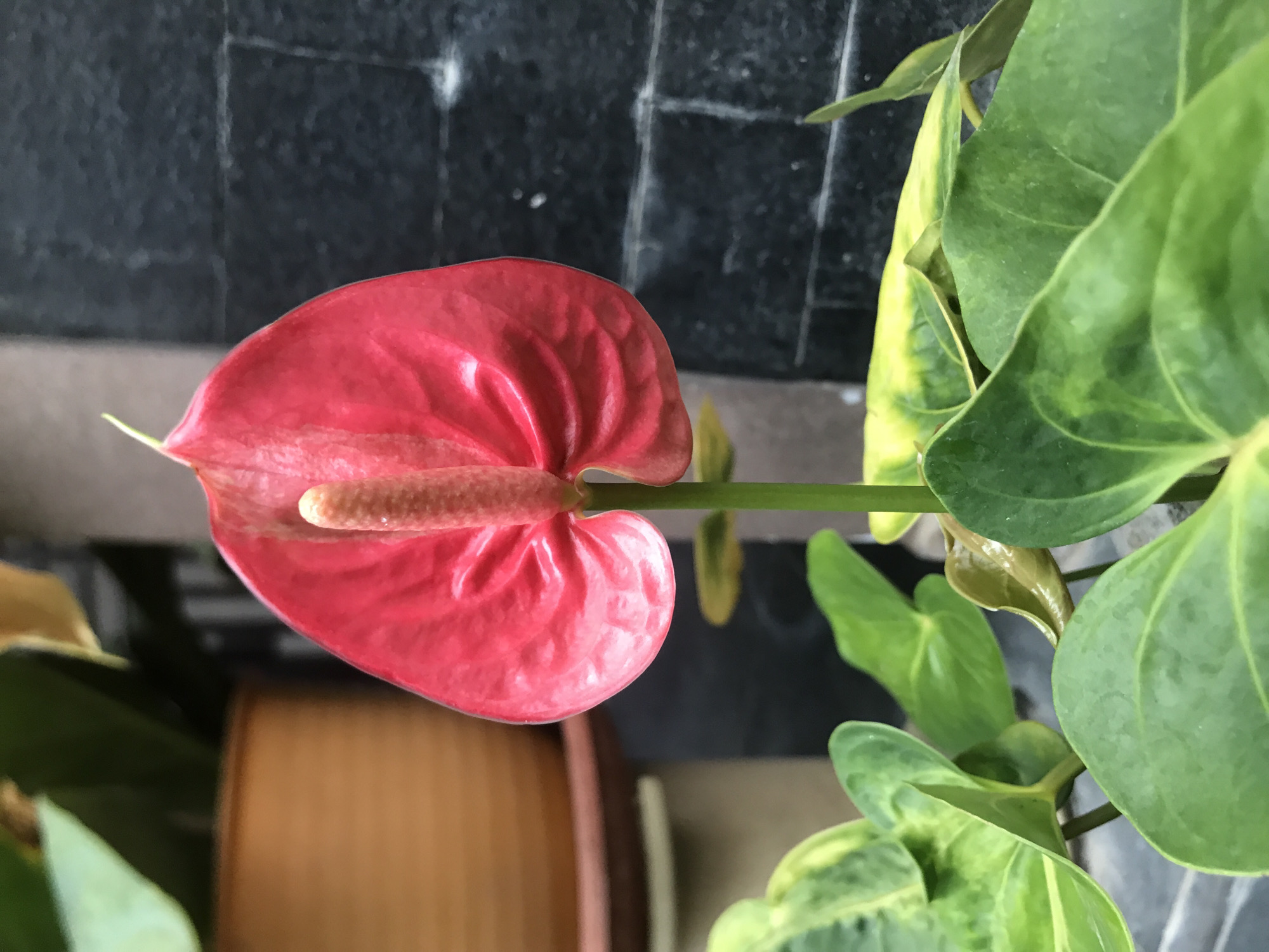 Lhokseumawe resident documents flowers, fruit trees, indoor lighting