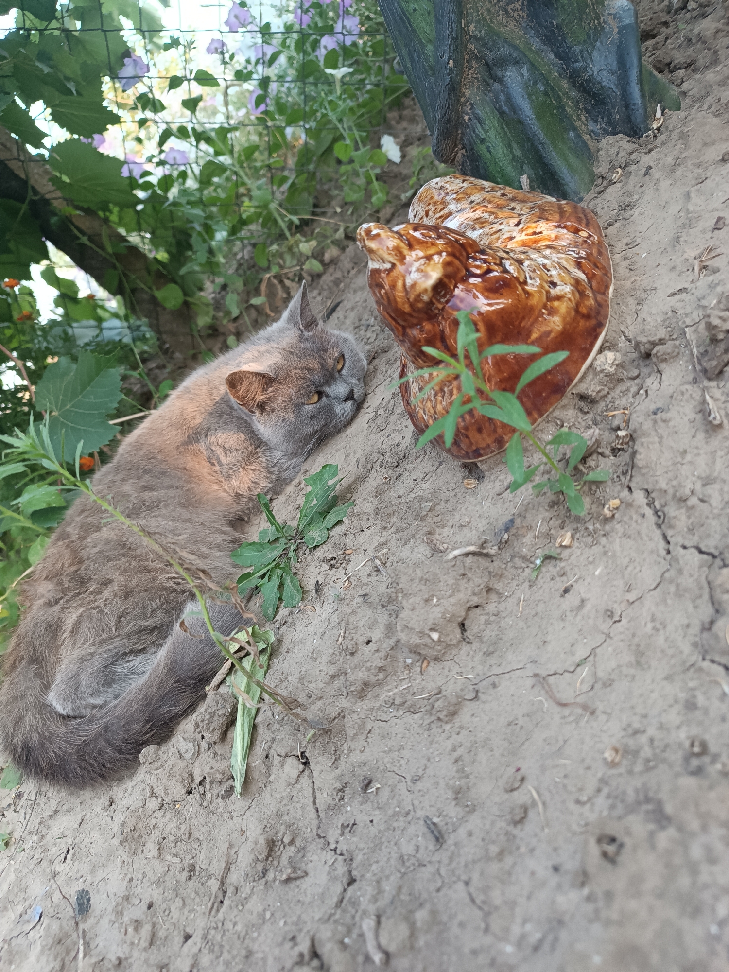 Cats, kittens, and garden life at a Ukrainian homestead