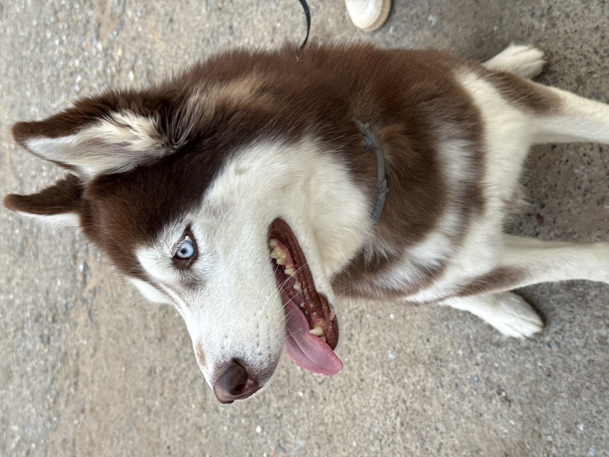 Dog walk captures everyday moments in Chaikovsky, Russia