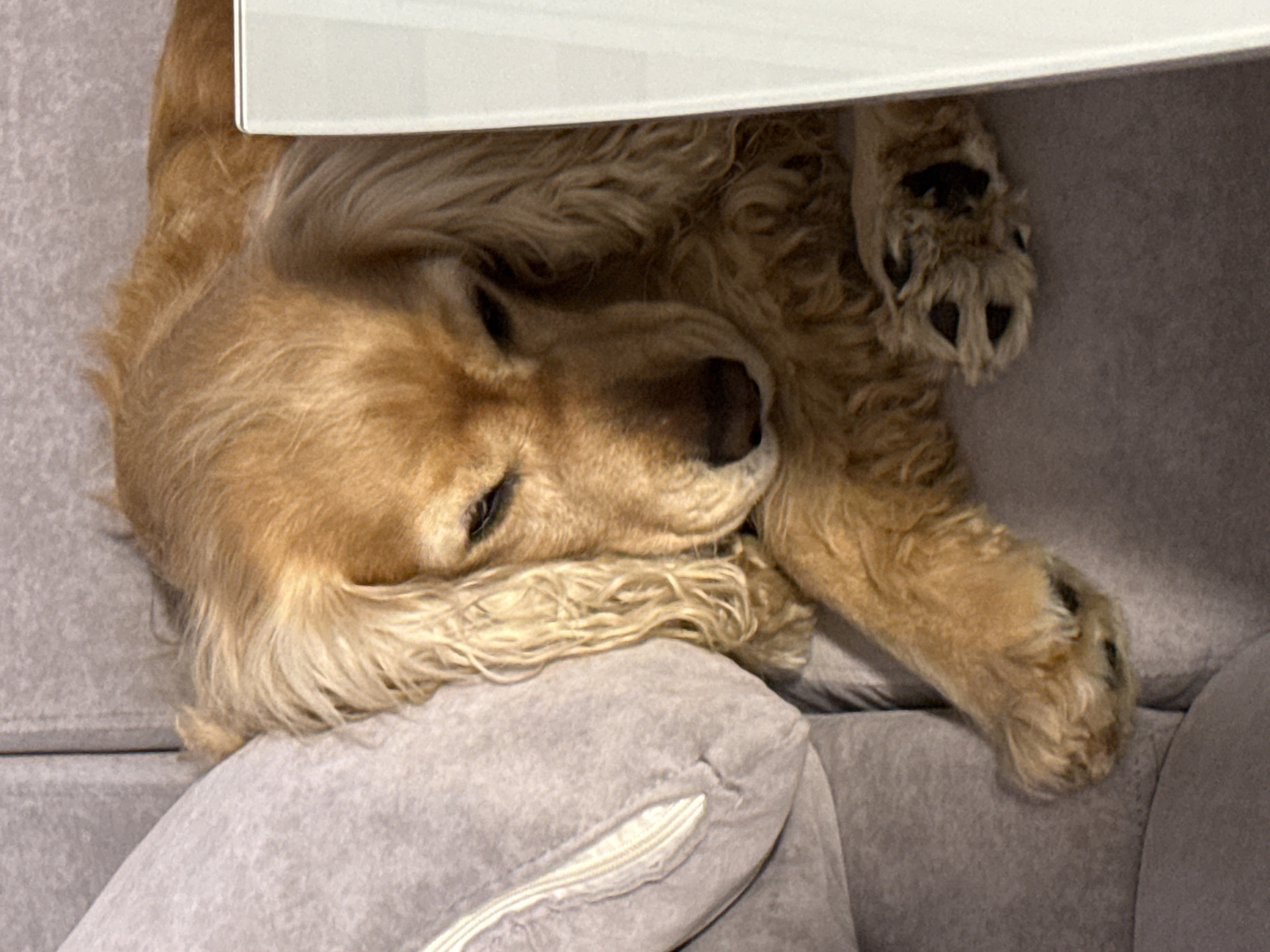 Golden dog sleeps peacefully on couch in Burgas home