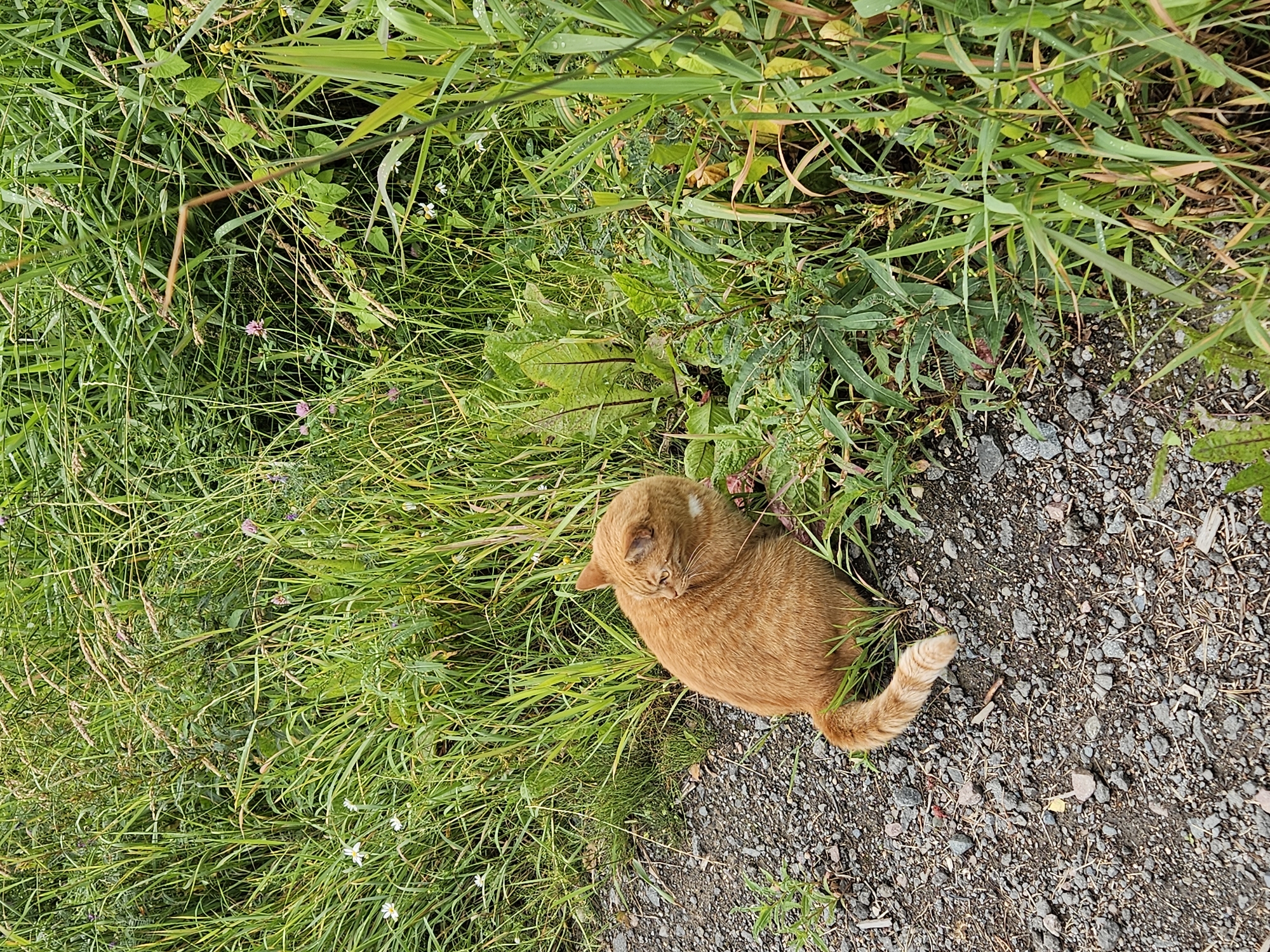 Garden scenes, a resting cat, and icons tied to superstition