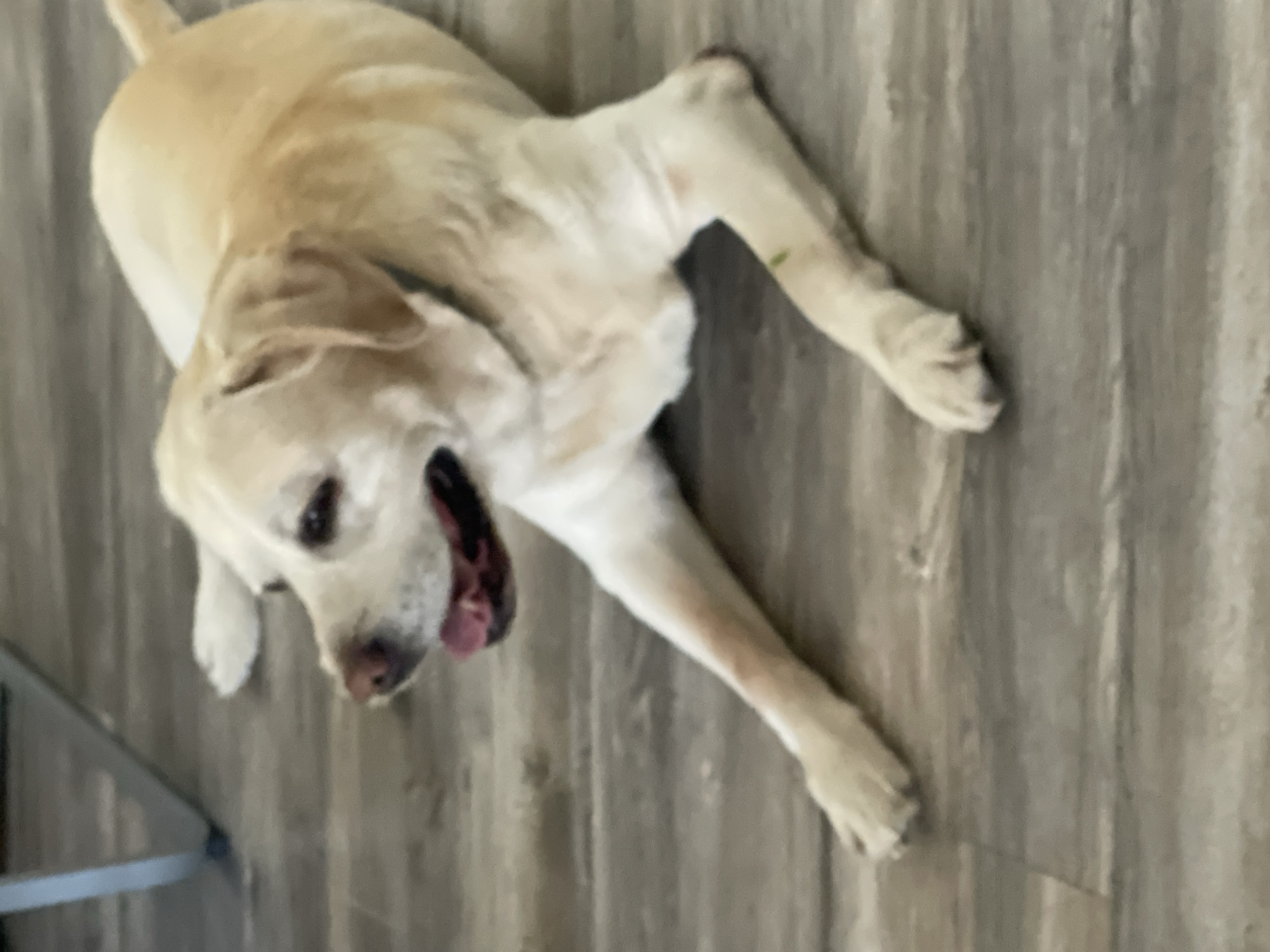 Quiet afternoon moments with golden lab in Varna home