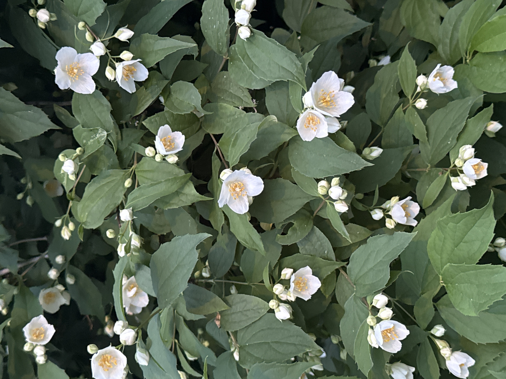 Evening stroll documents flowering suburban neighborhood in Shcherbinka, Russia