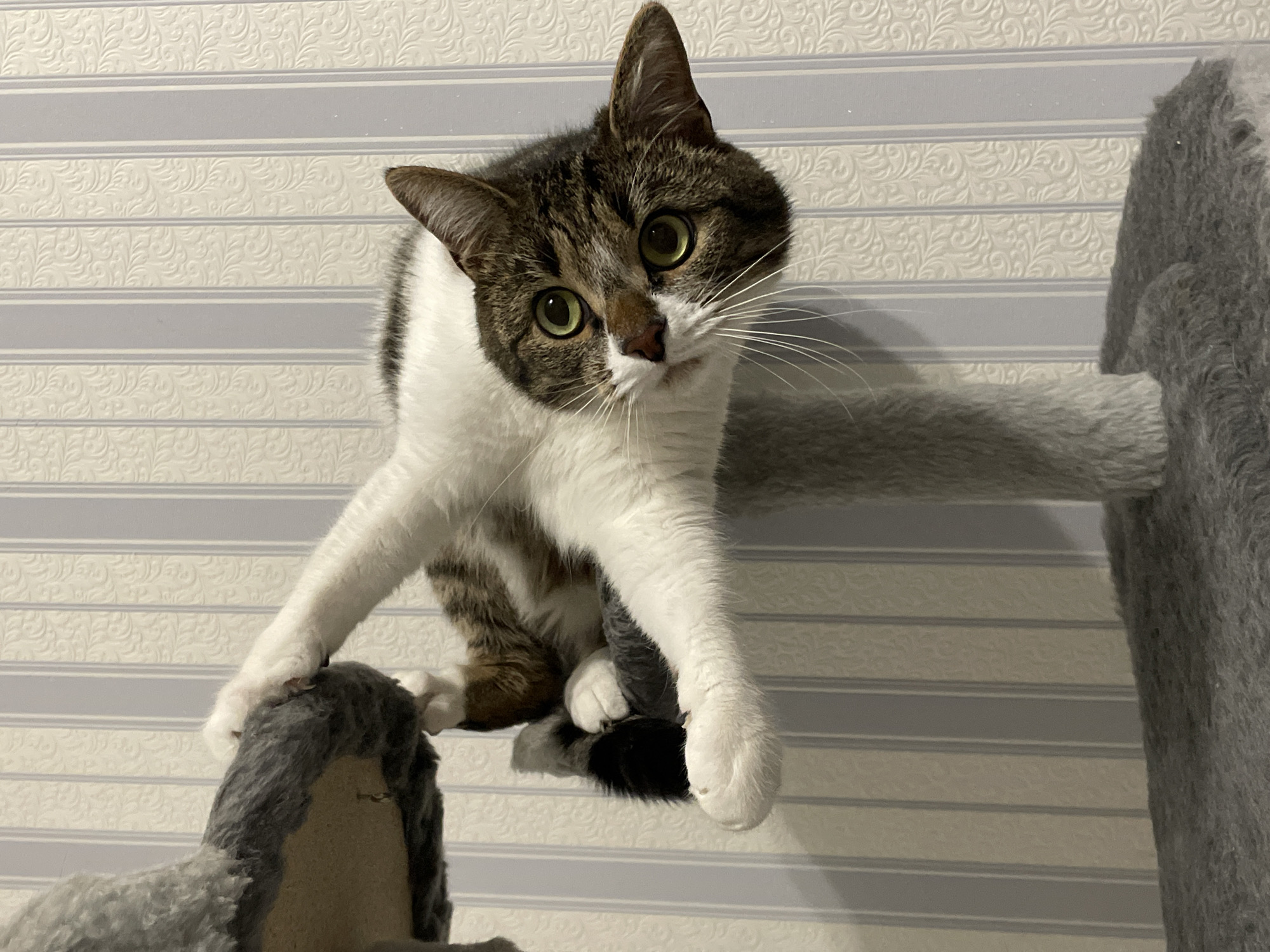 Woman bonds with tabby cat on cat tree in Izhevsk home