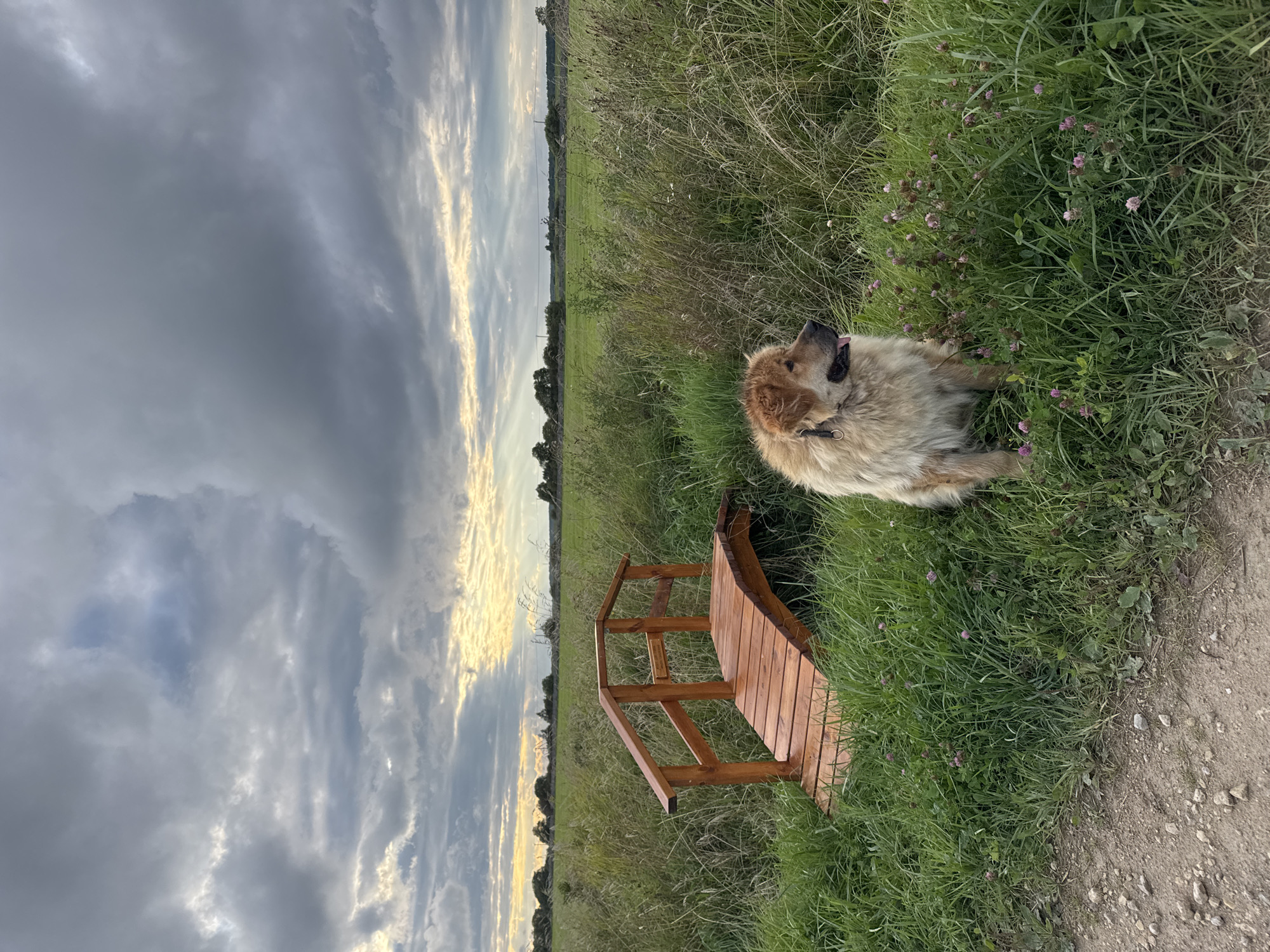 Dog walk through a quiet rural village in Kempelevo