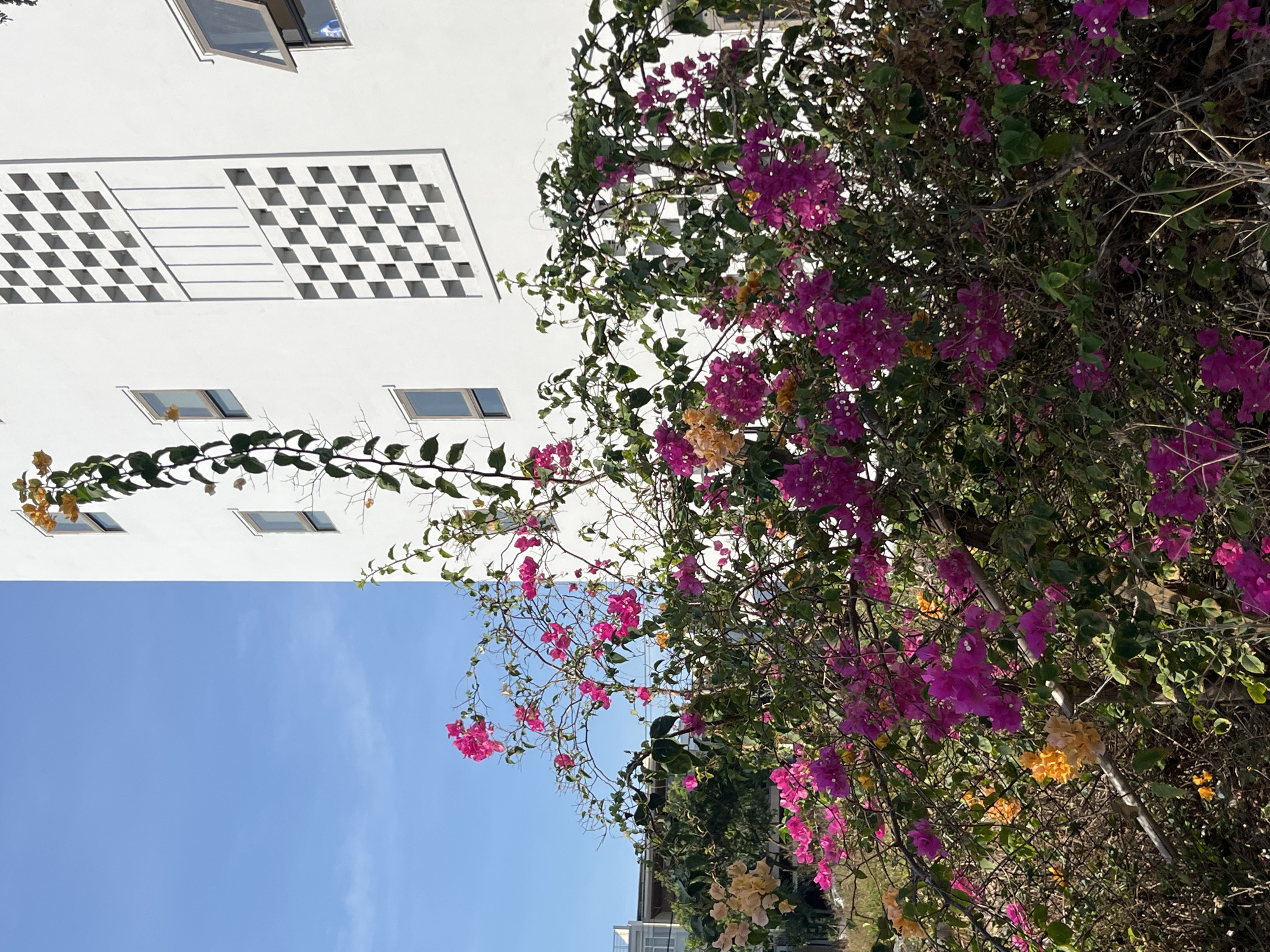 Bougainvillea and scooters outside a checkered building