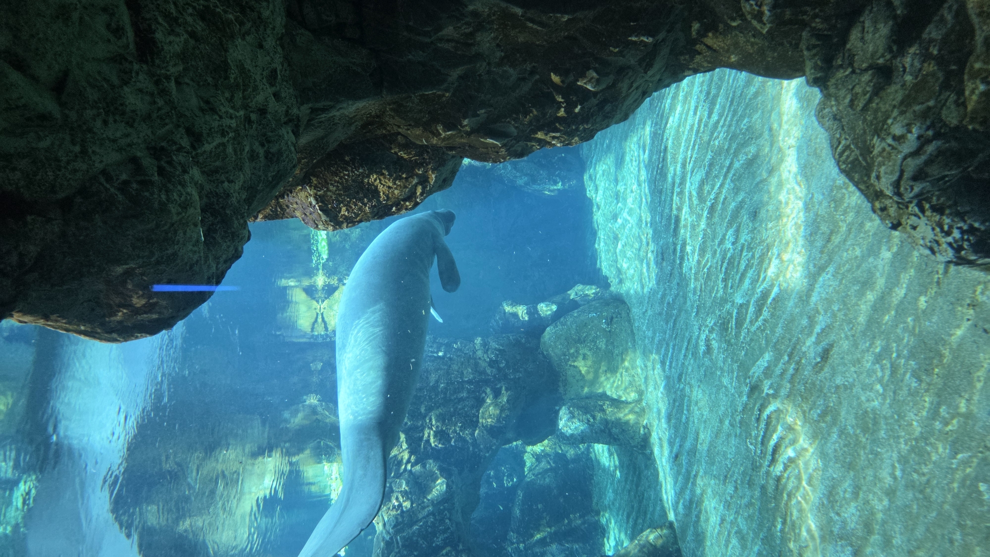 Aquarium visit: manatees, starfish, penguins, and coral fish