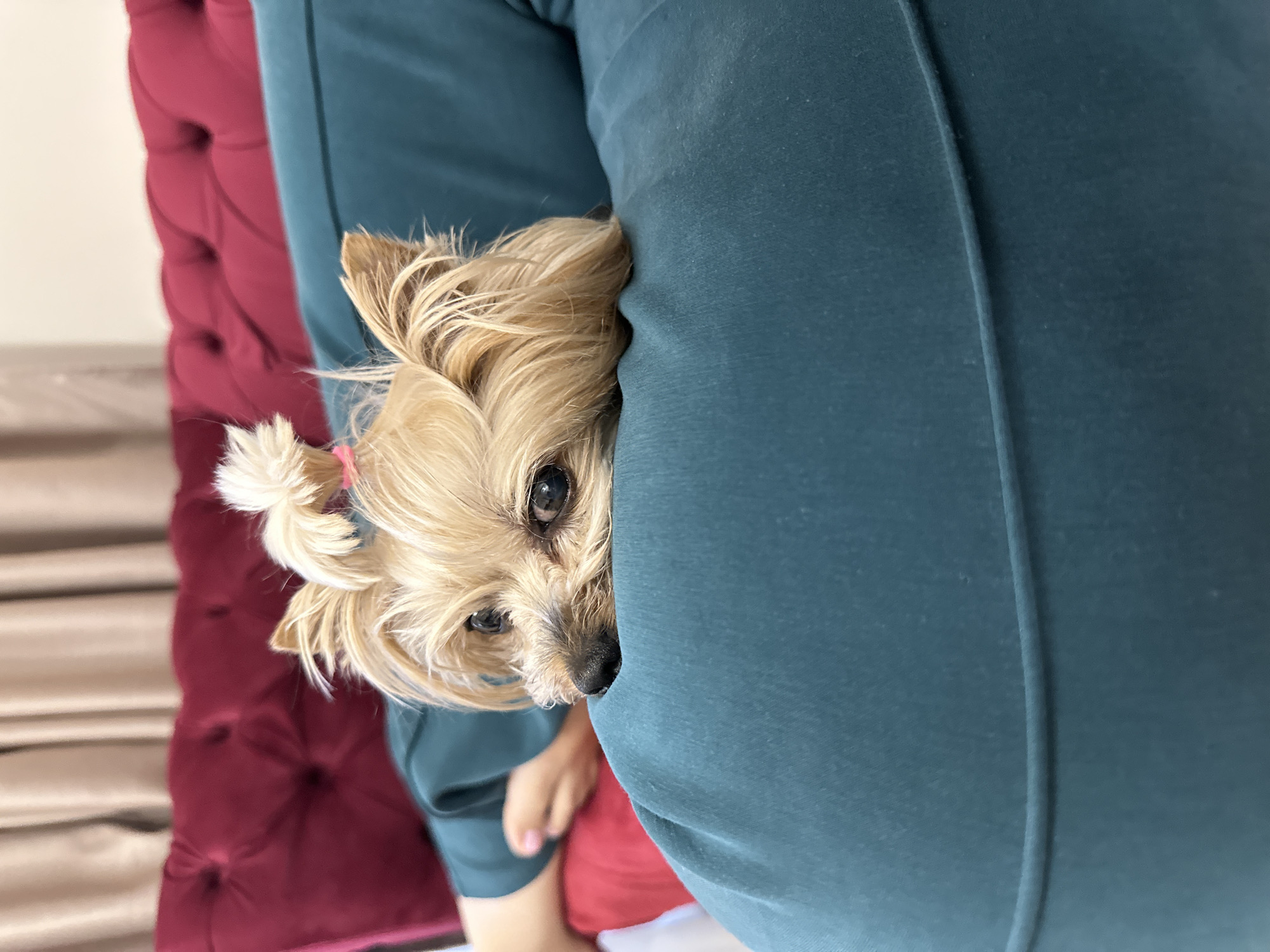 Small dog with pink hair tie snuggles with owner in Sofia