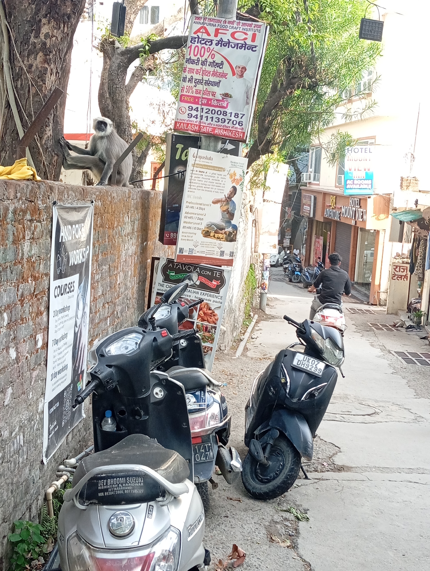 Langur monkeys spotted across Rishikesh streets during morning hours
