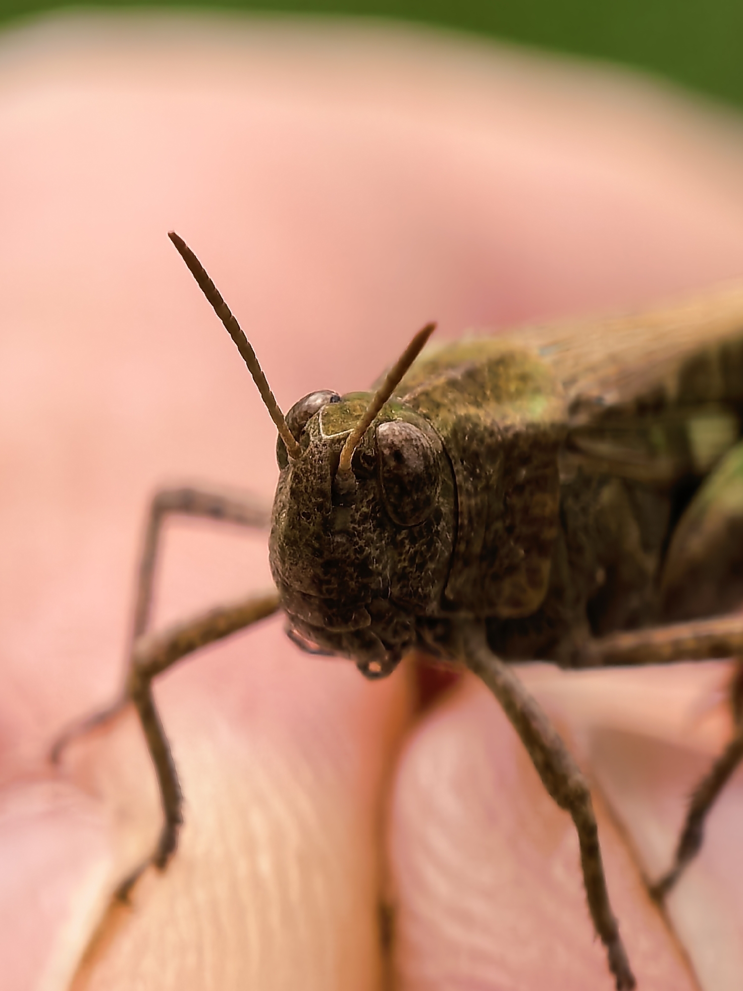 Grasshopper photographed perched on human fingers in macro shot