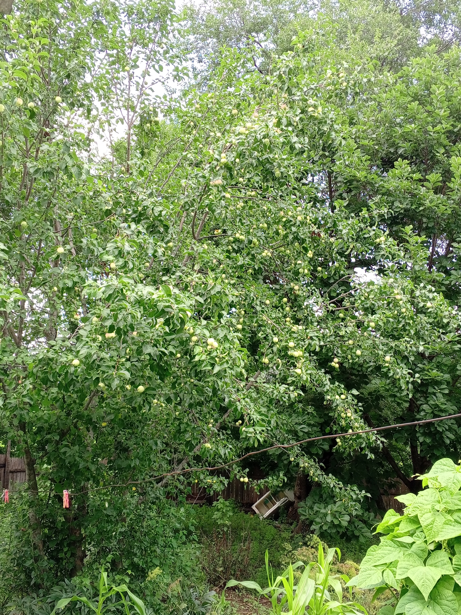 Backyard summer scene: fruit trees, ducks, and wildflowers