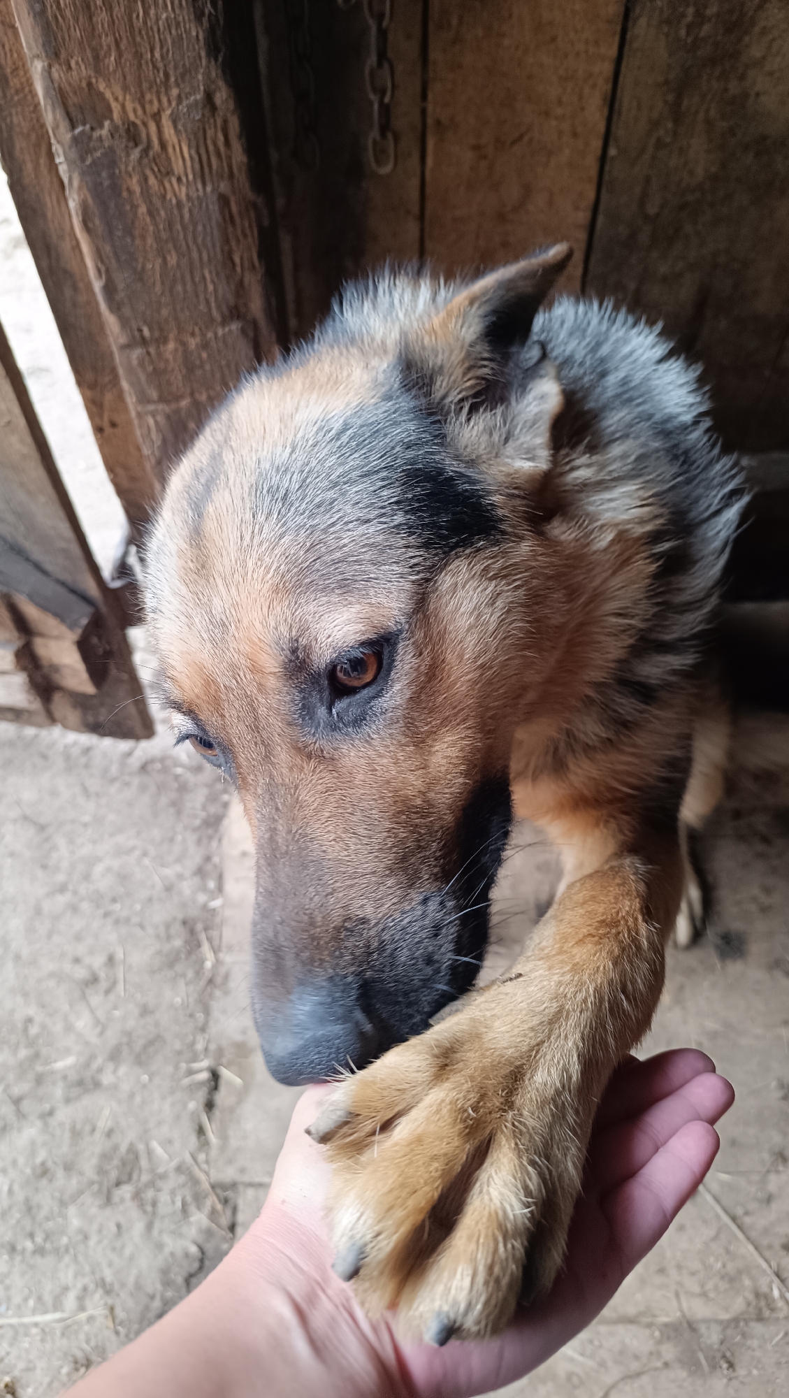 A quiet morning with farm animals, a dog, and backyard wildlife