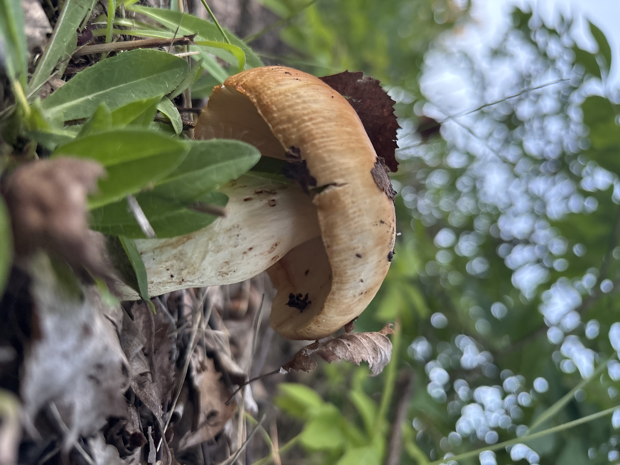 Foraging for wild mushrooms in a Finnish forest