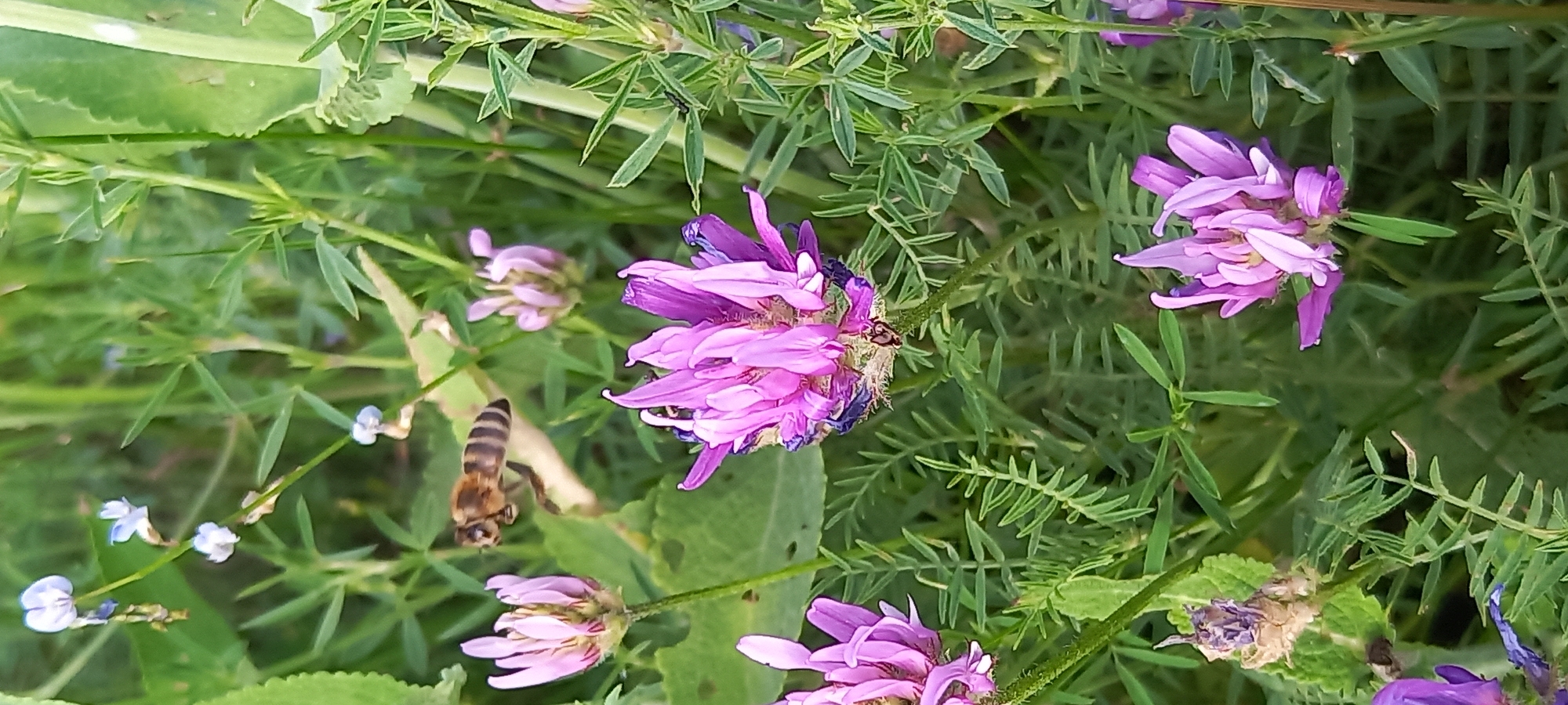 Backyard nature observations capture bees, cats, flowers over 30 minutes